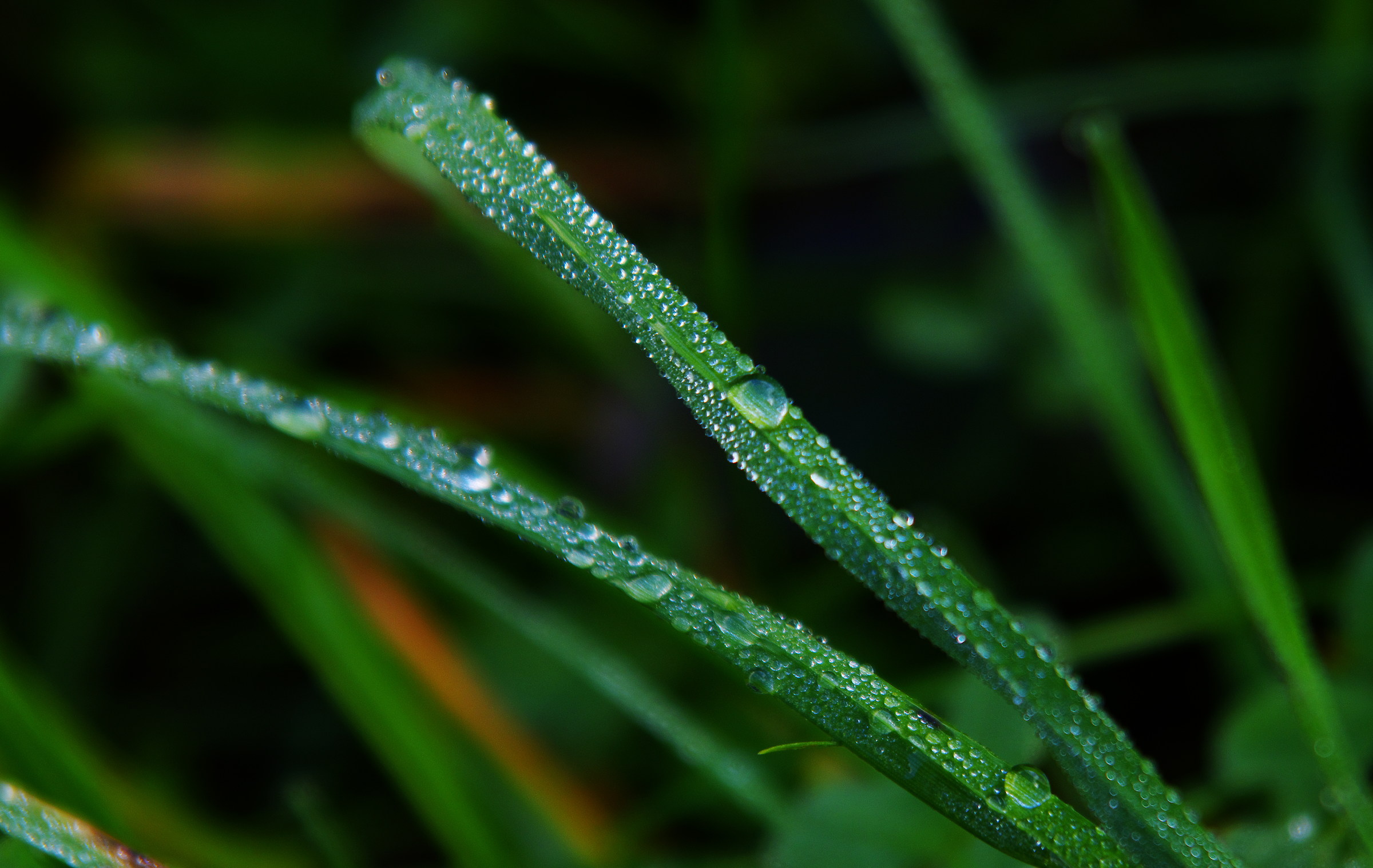 Morning dew