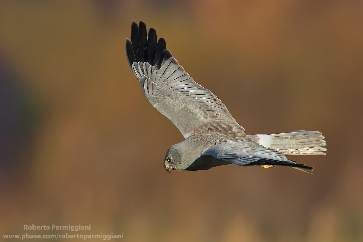Last flight before evening