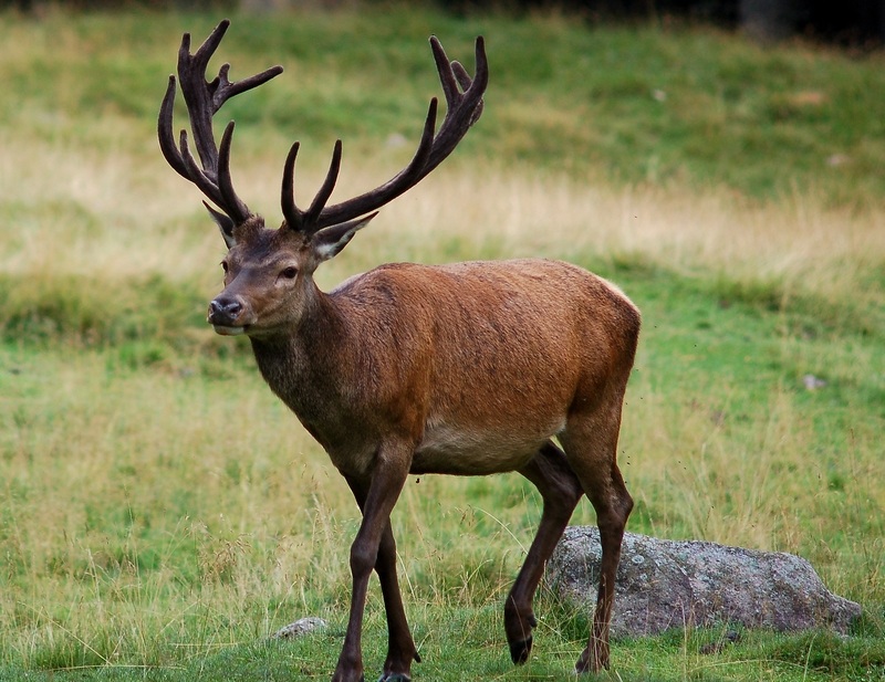 Deer Park Paneveggio Valles
