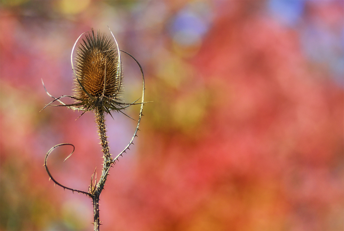 Danzando nell'autunno
