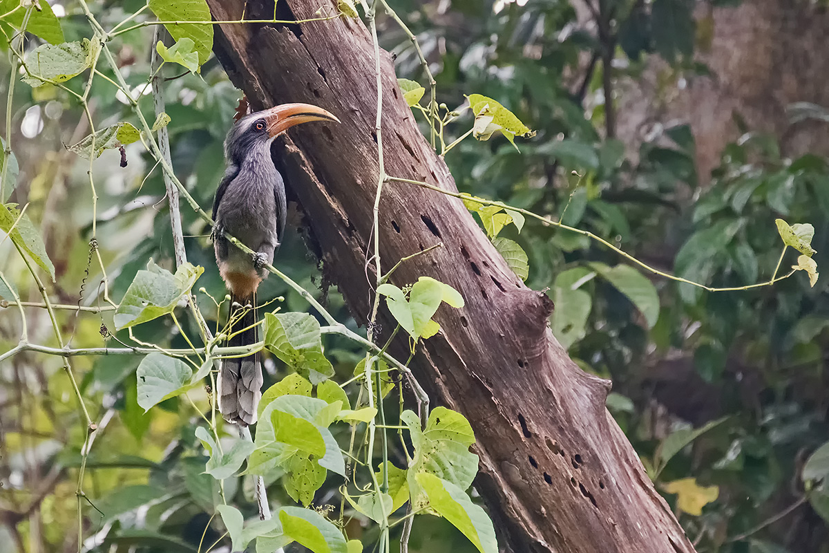 Malabar Gray-Hornbill