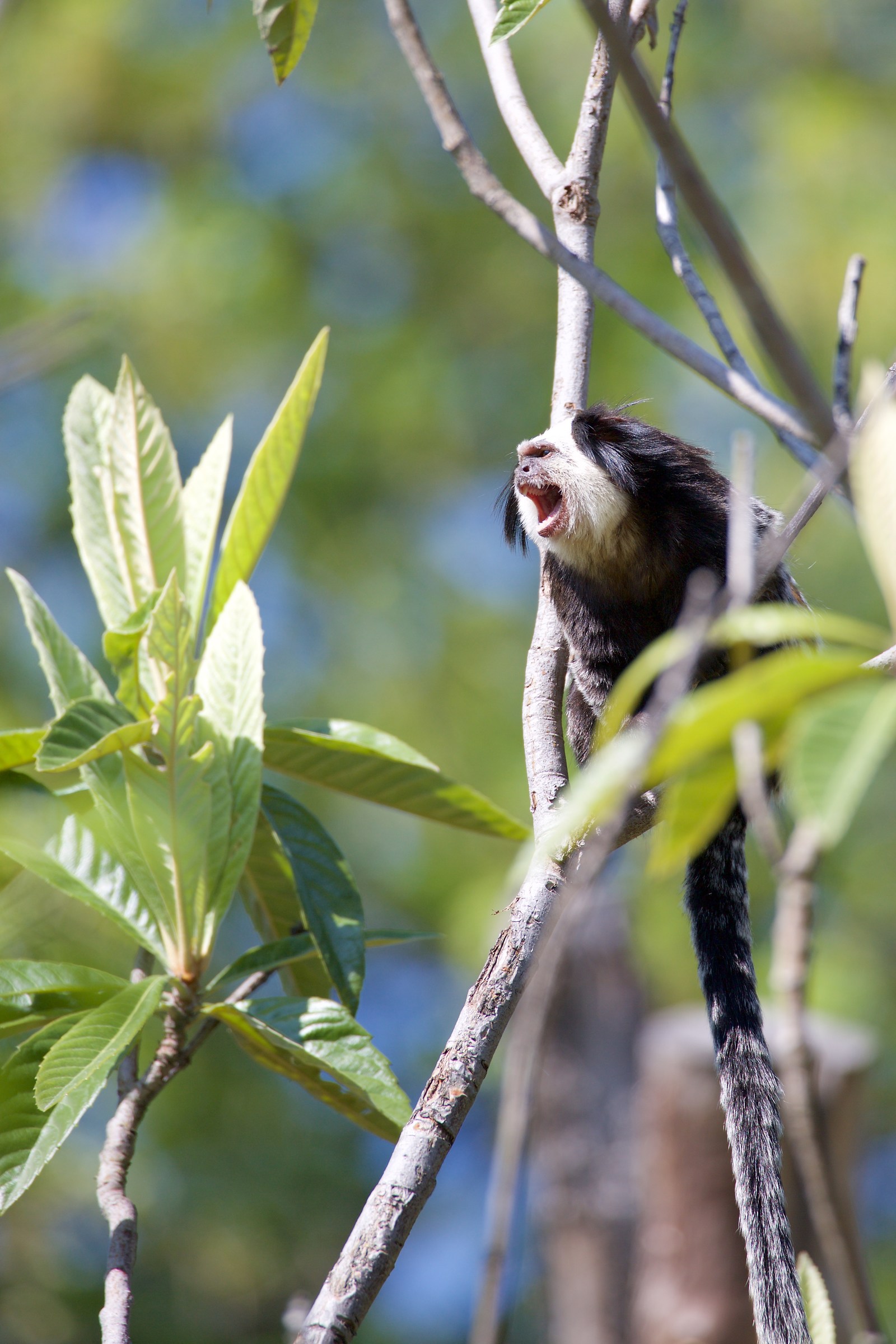 parco safari , animale in cattività