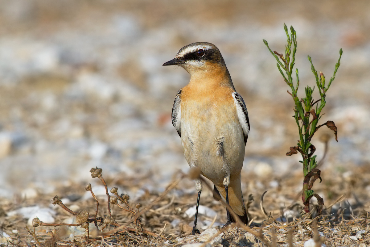 Wheatear