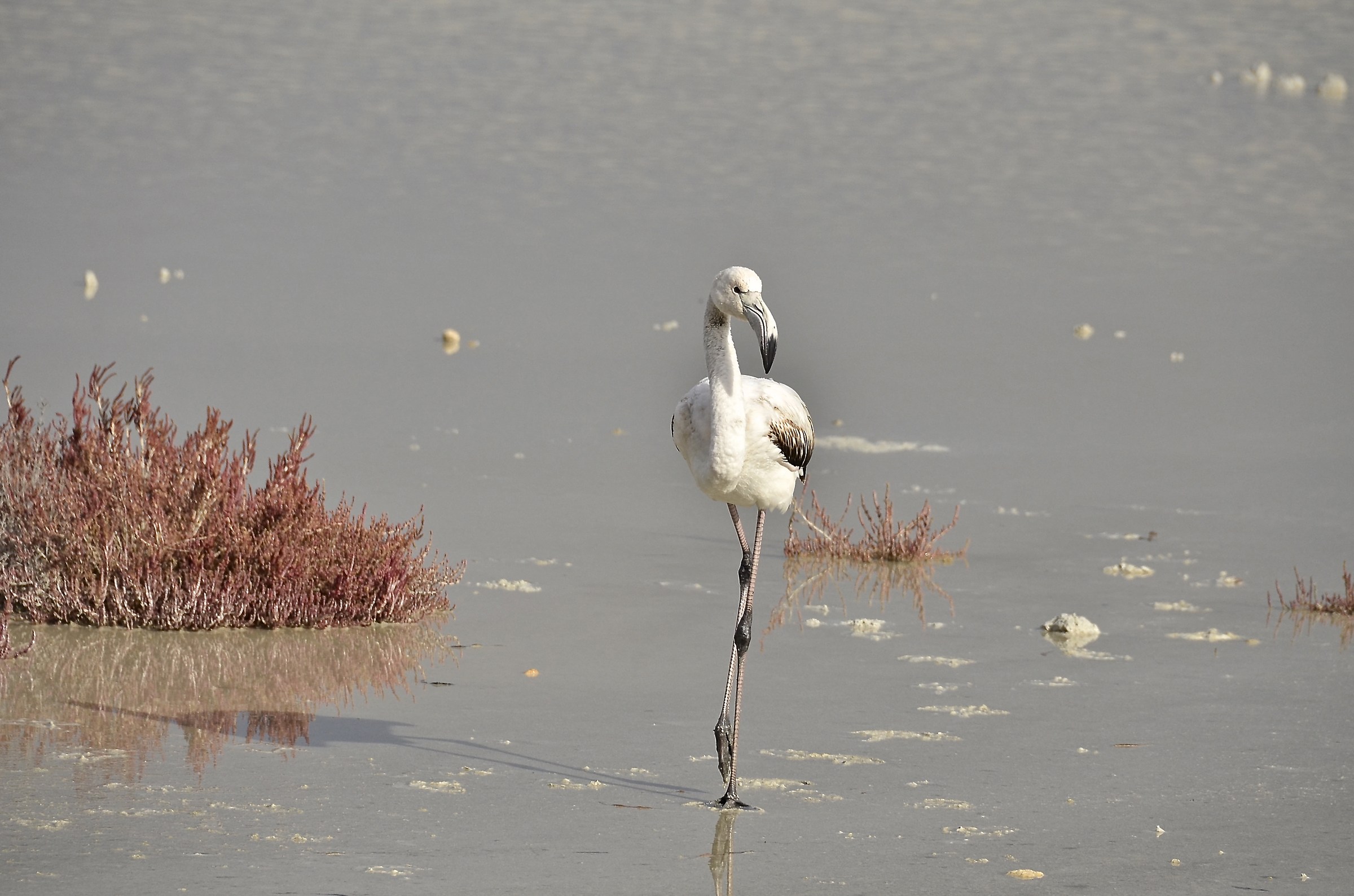 Flamingo Fashion week