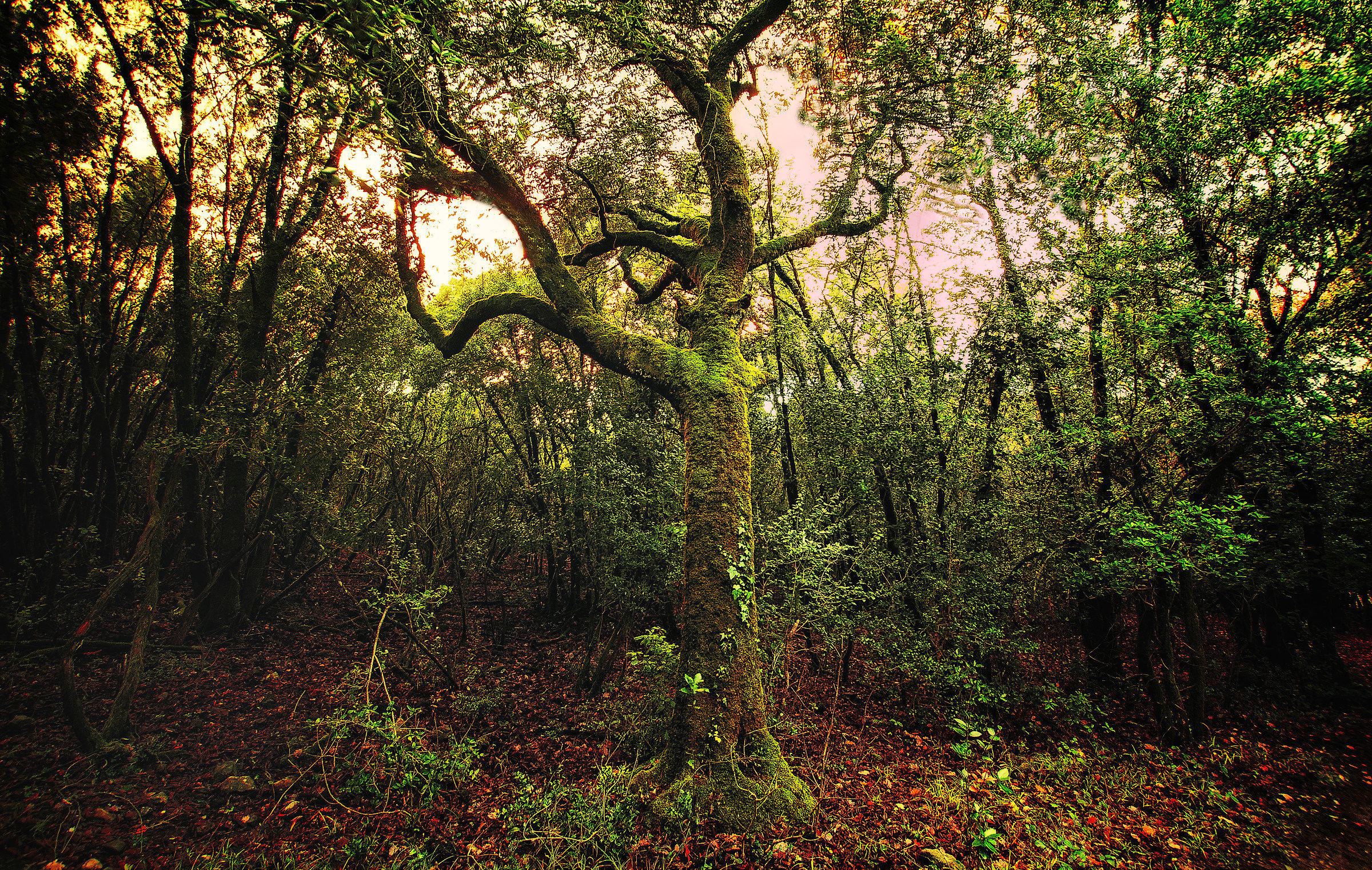 Front of the .... Wood