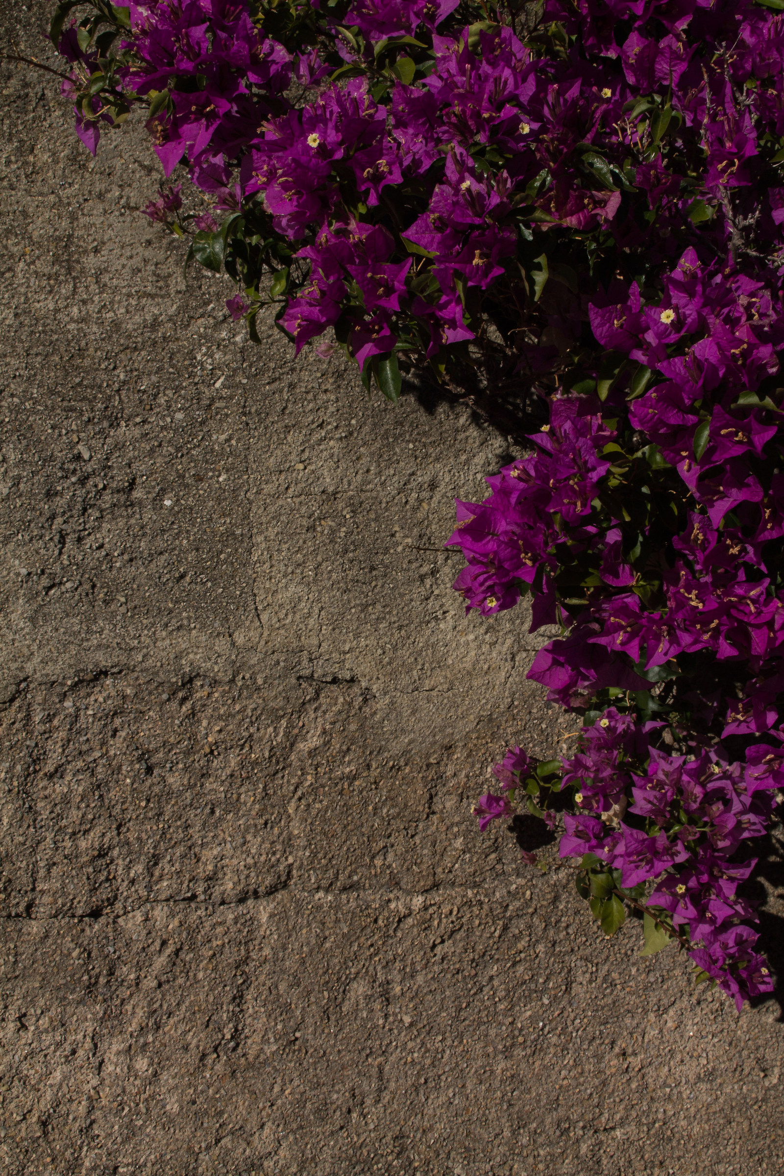 The wall of bougainvilleas