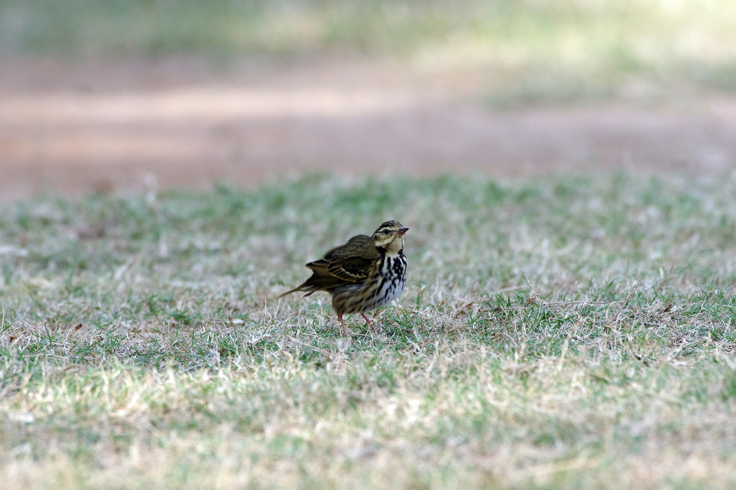 Olive-backed Pipit