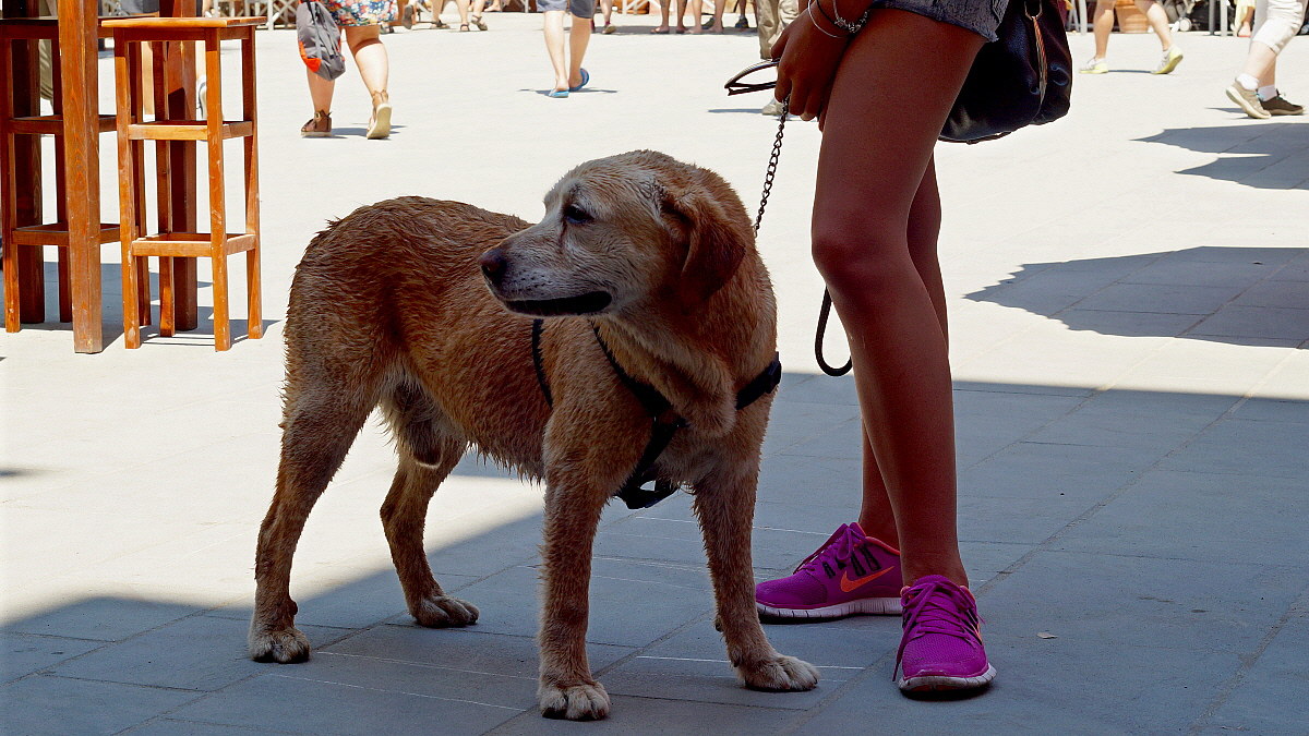 Another dive but '... !!!