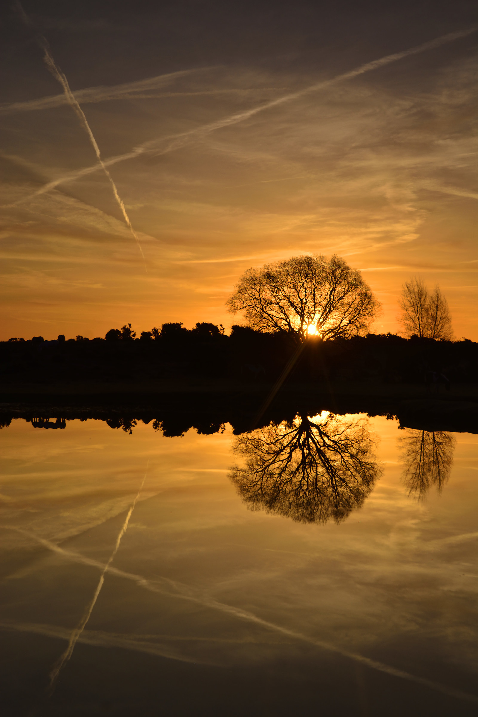Perfect New Forest Sunrise Reflection
