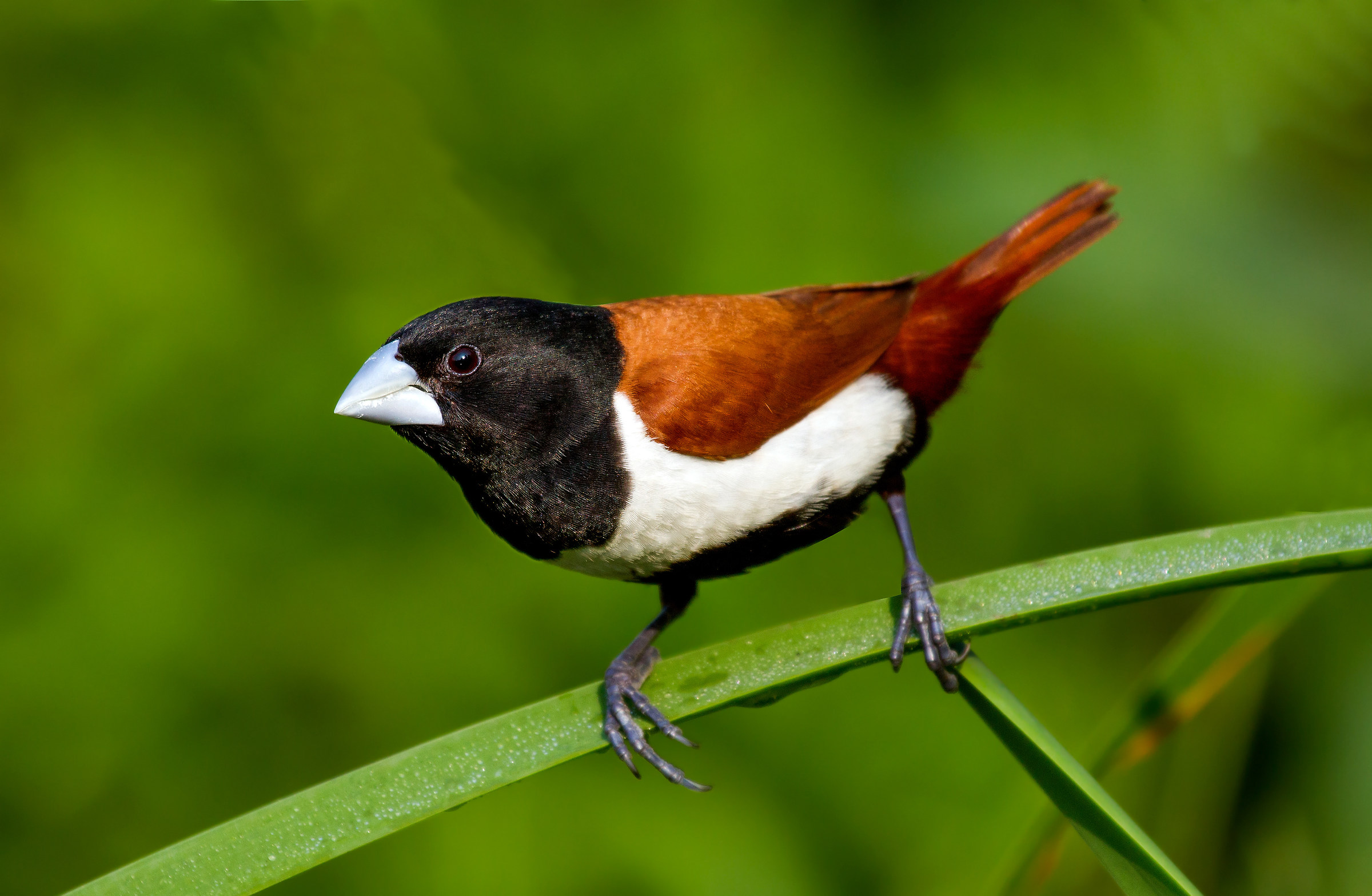 Black Headed Munia