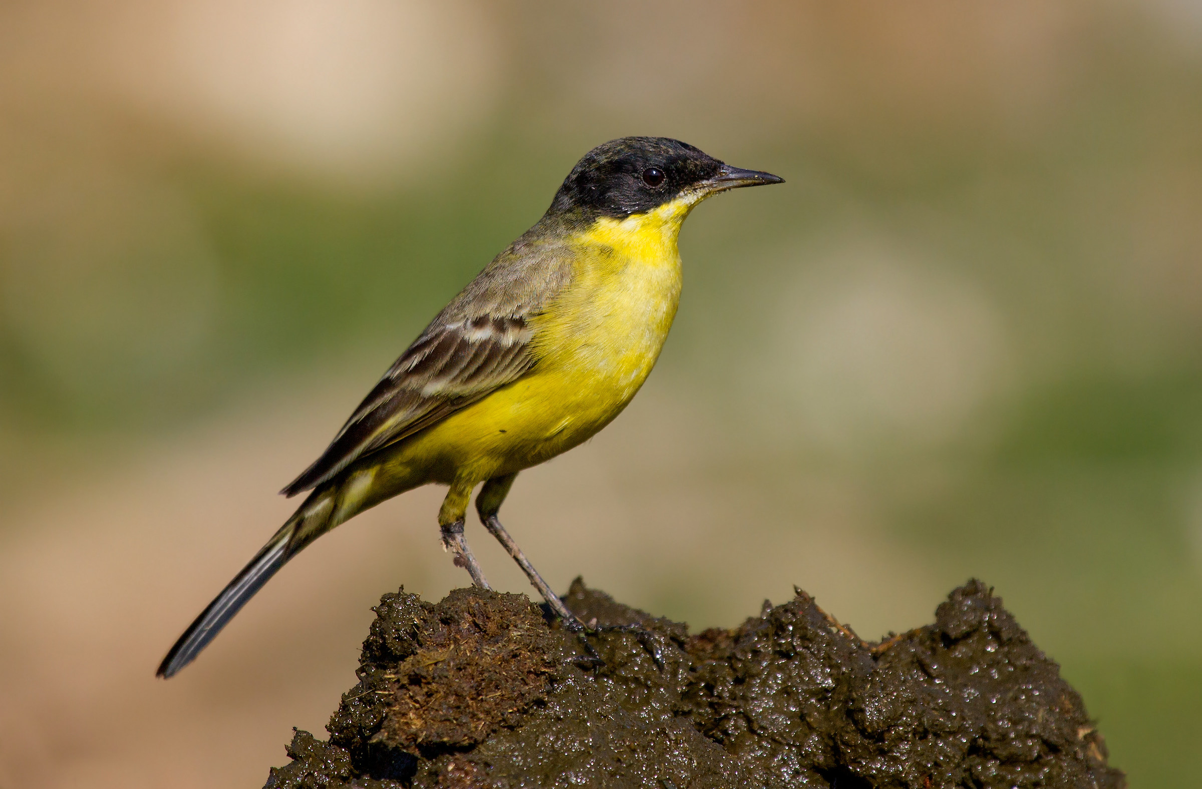 Black Headed Yellow Wagtail.