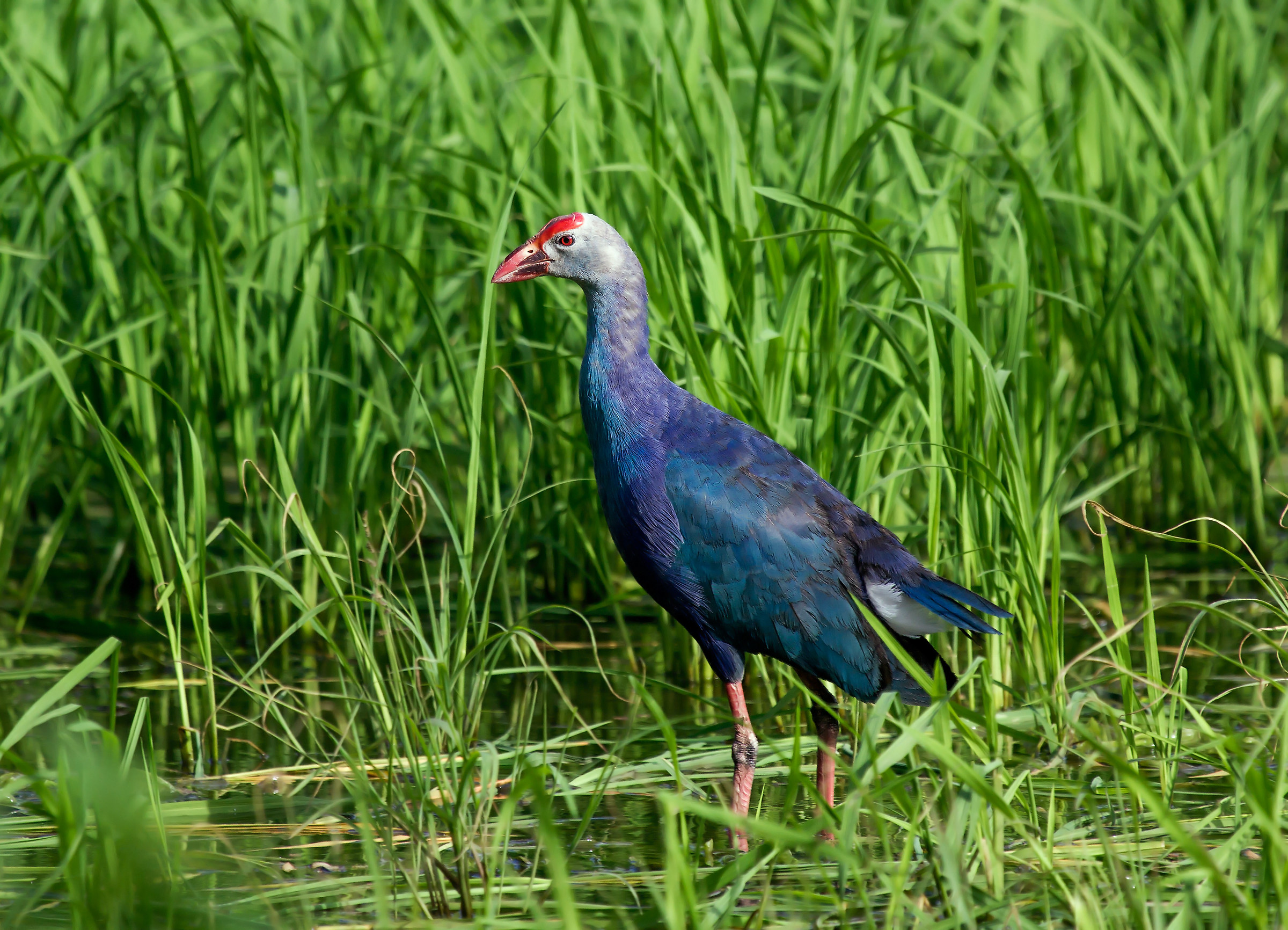 Swamphhen.