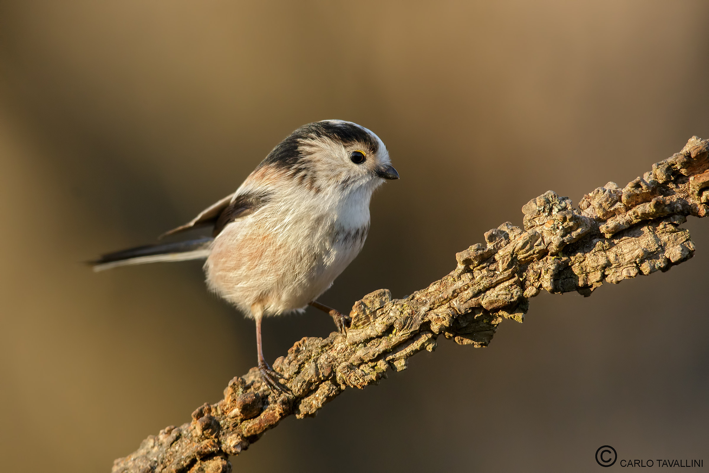 Long-tailed Tit