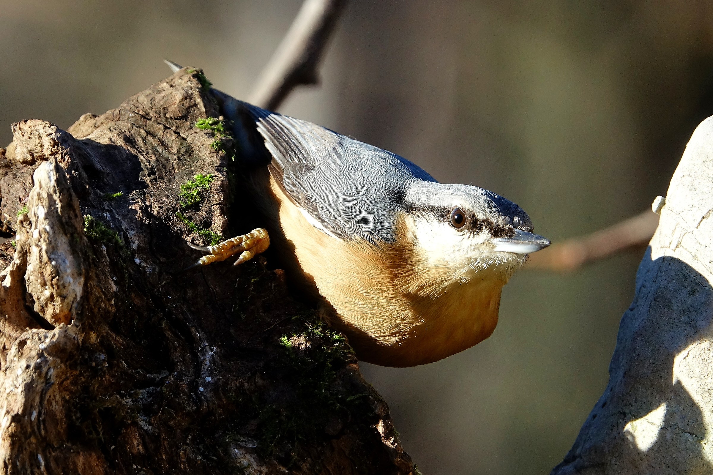 Nuthatch