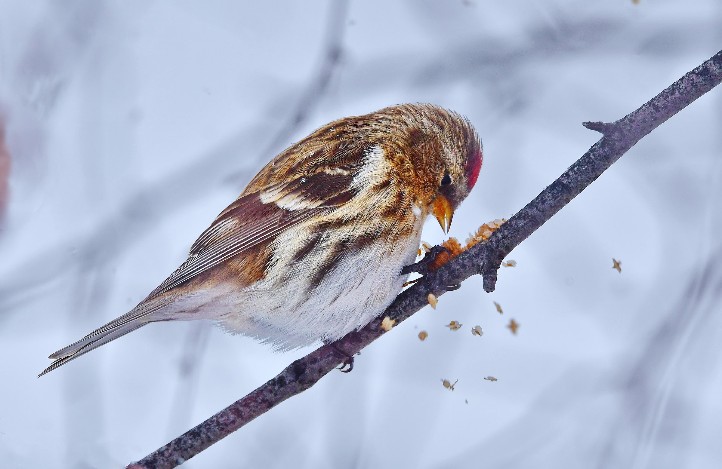Carduelis flammea