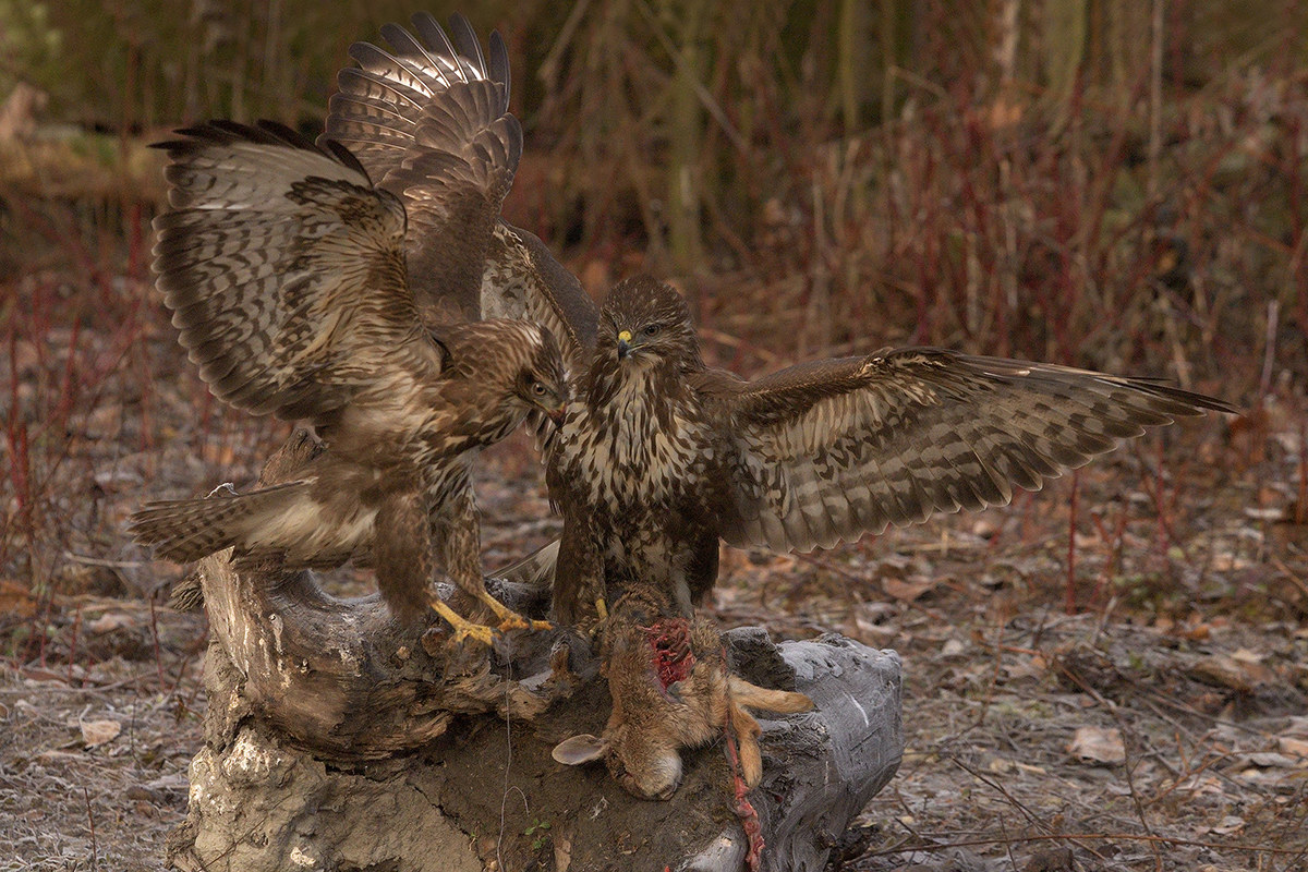 Poises with prey
