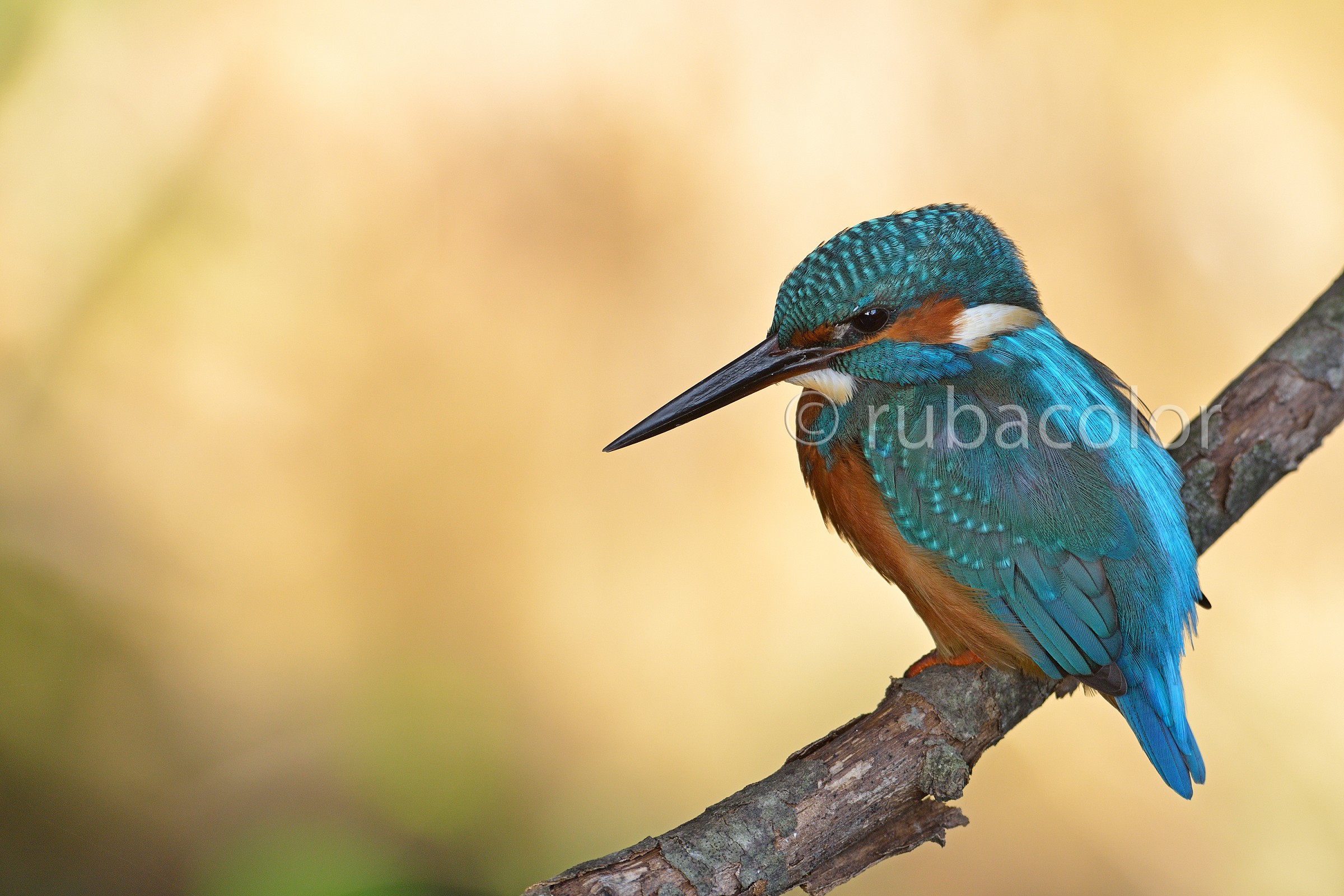 Alla luce calda della sera