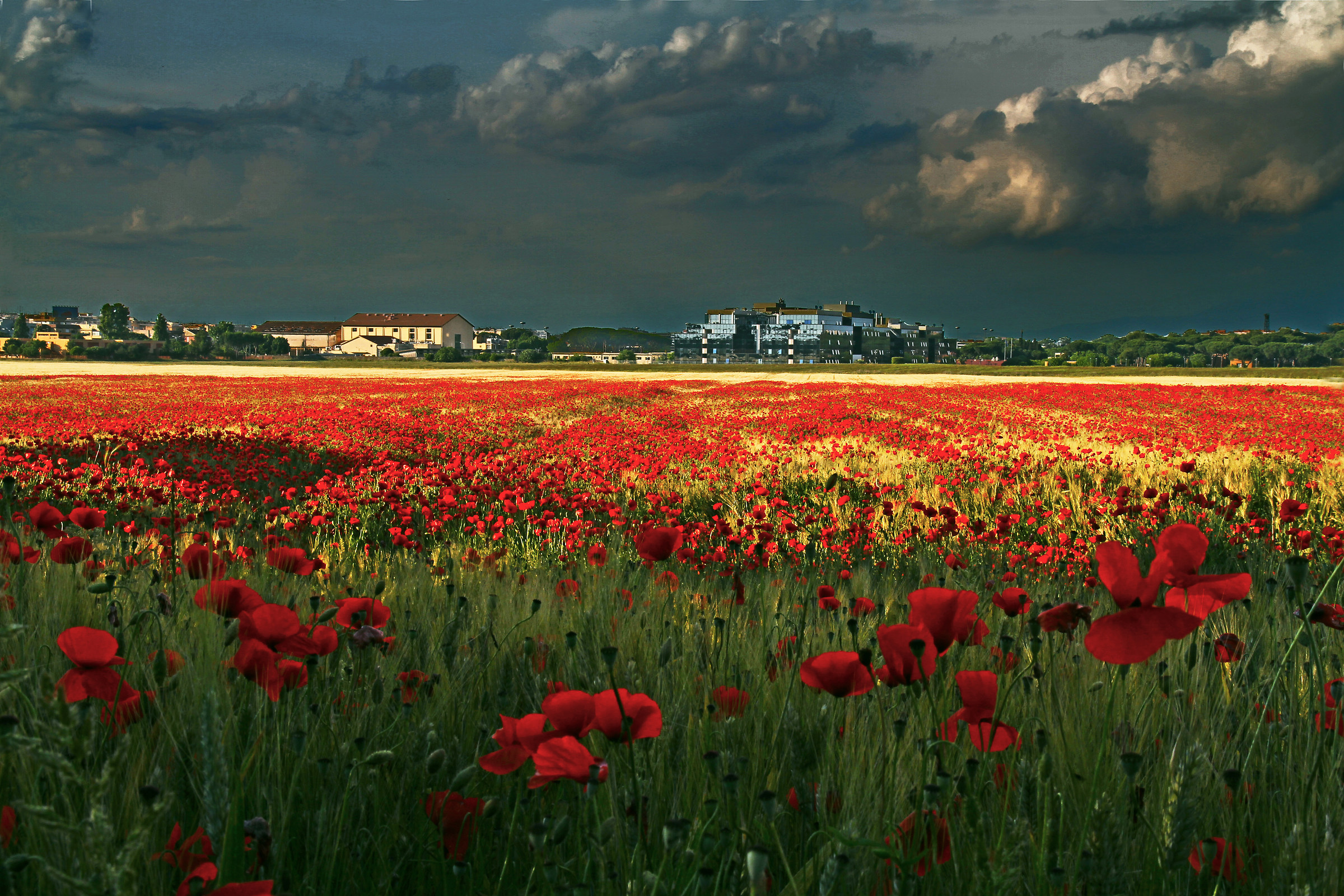 papaveri a Roma
