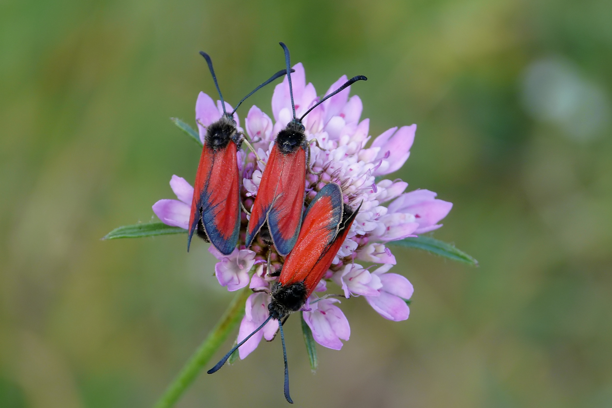 Zygaena