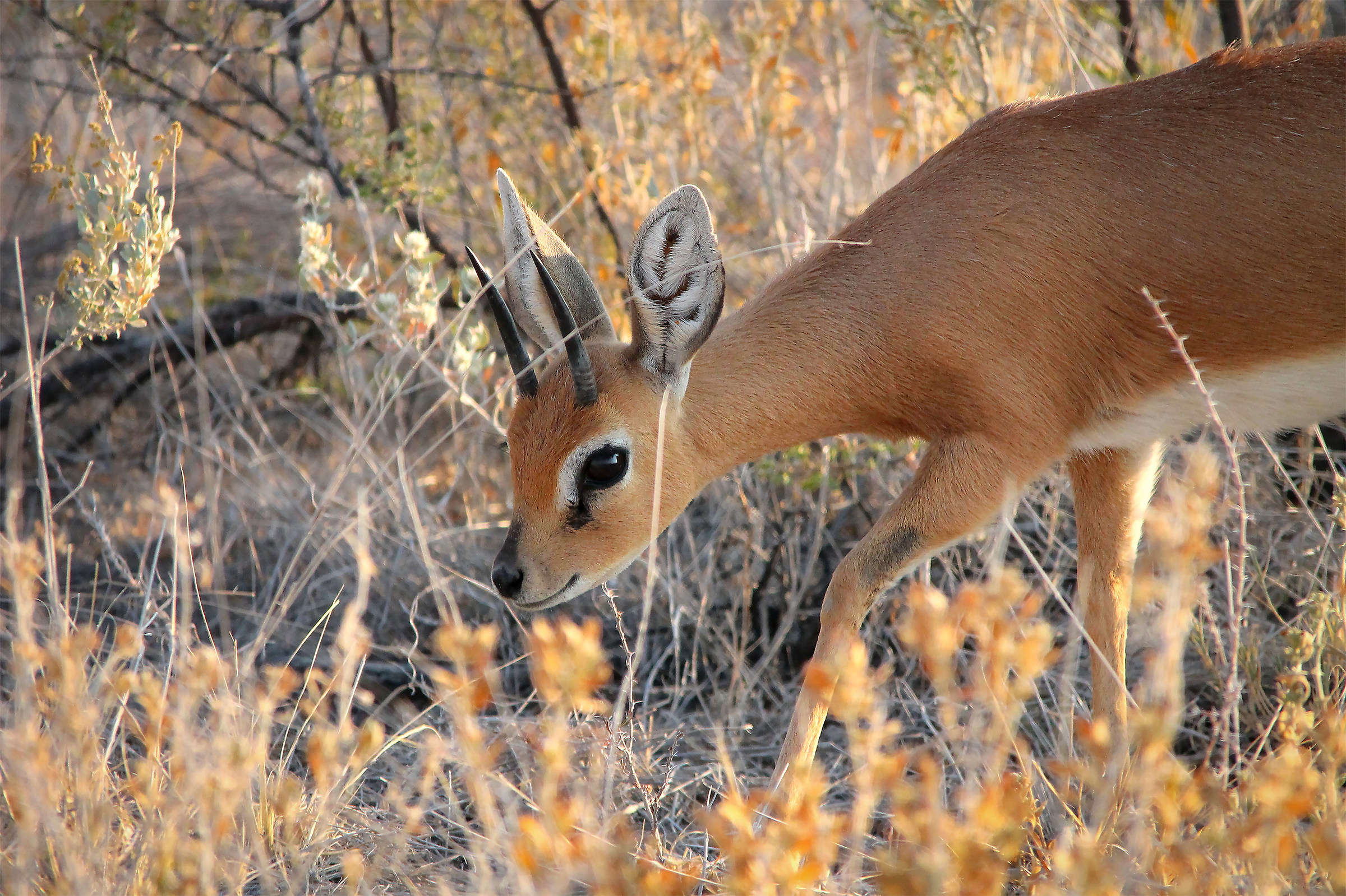 Steenbok