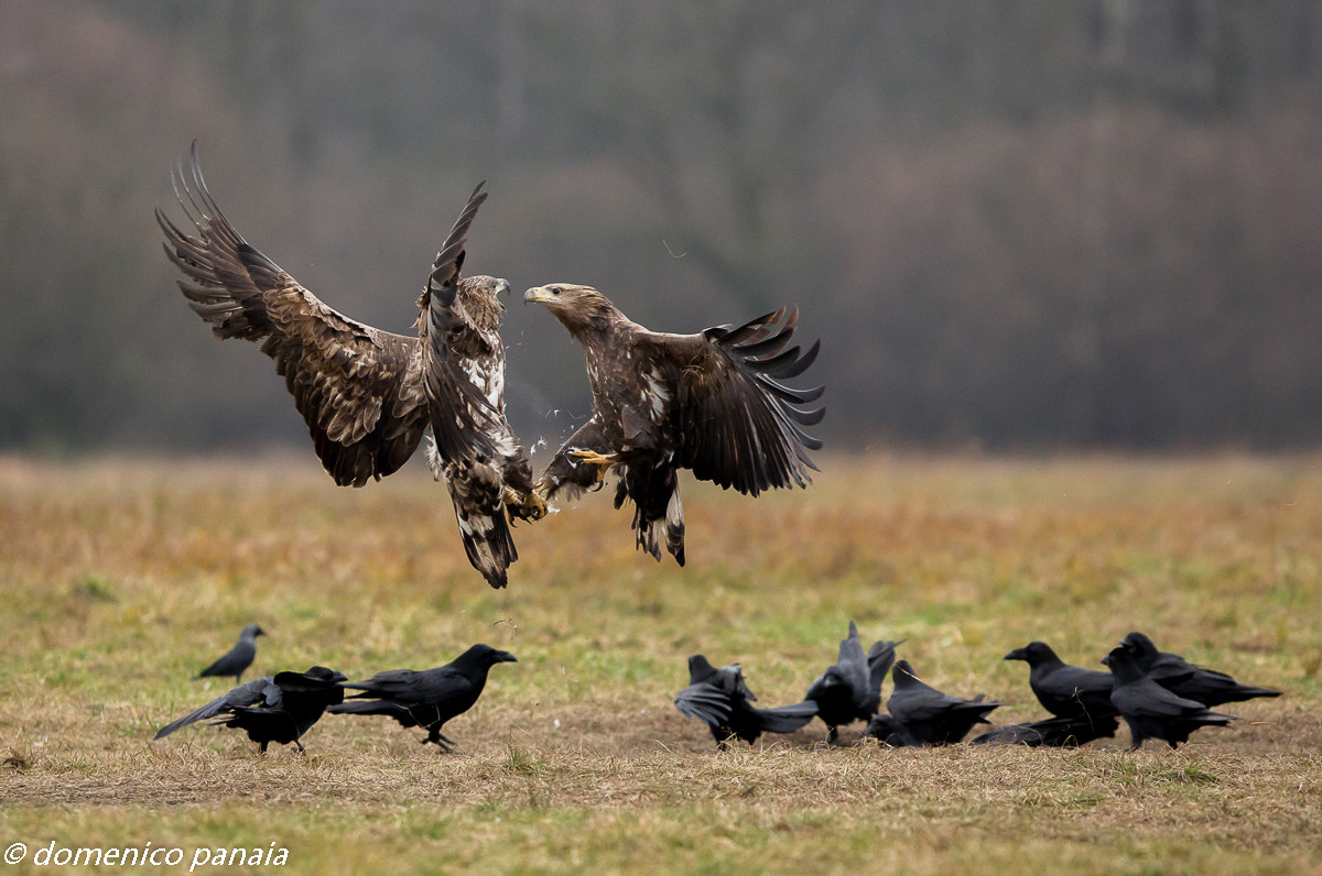 l'indifferenza del pubblico