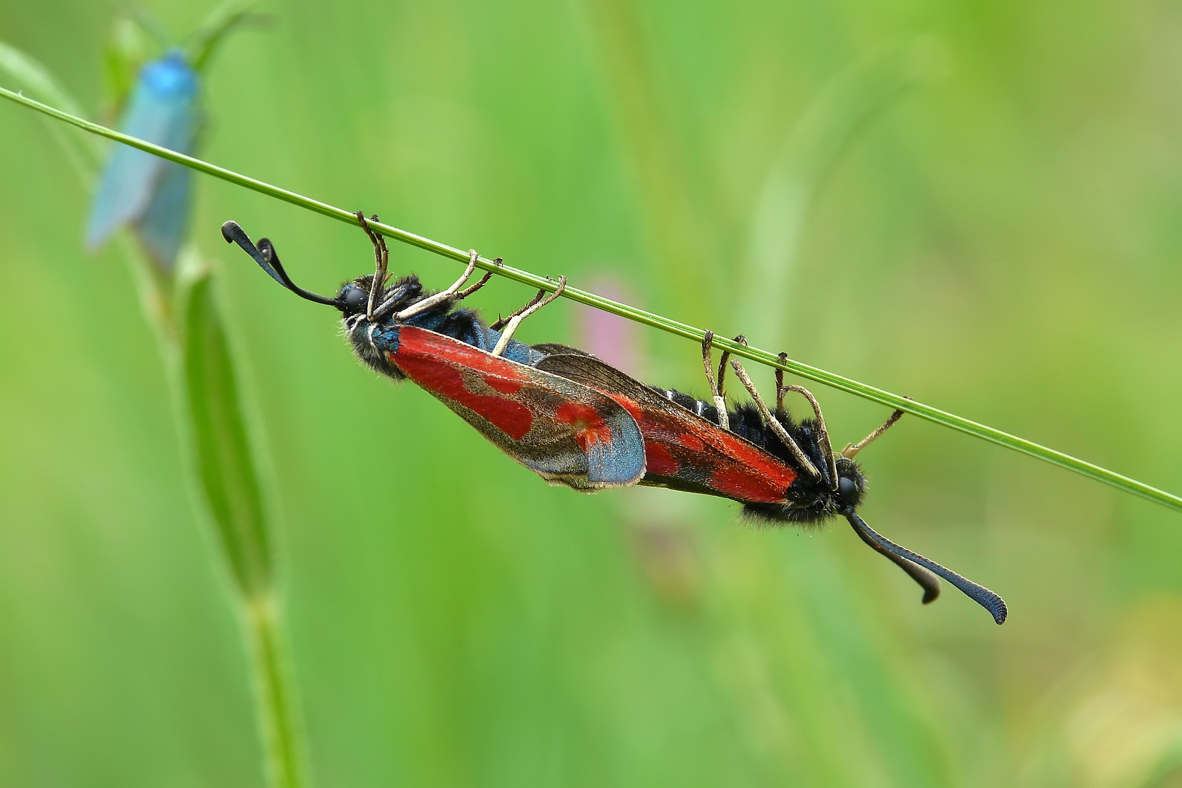 Zygaena