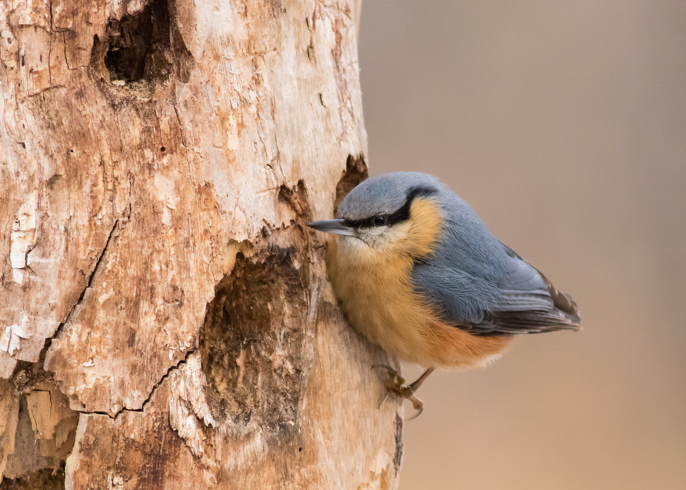 Lesser nuthatch