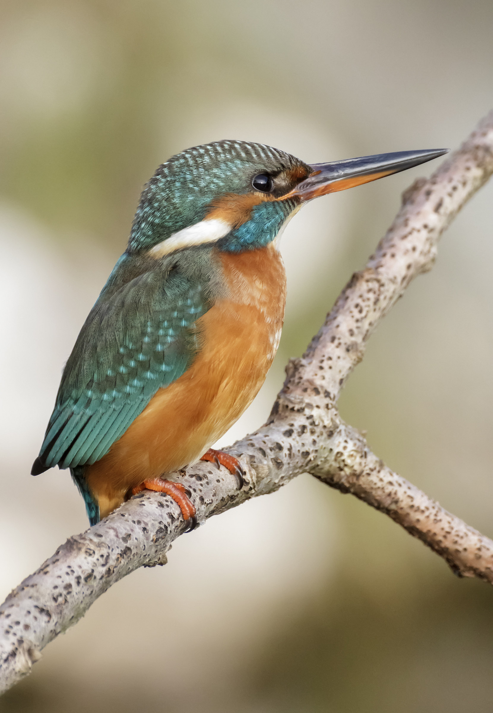 My country ... Monday, December 18, 2017