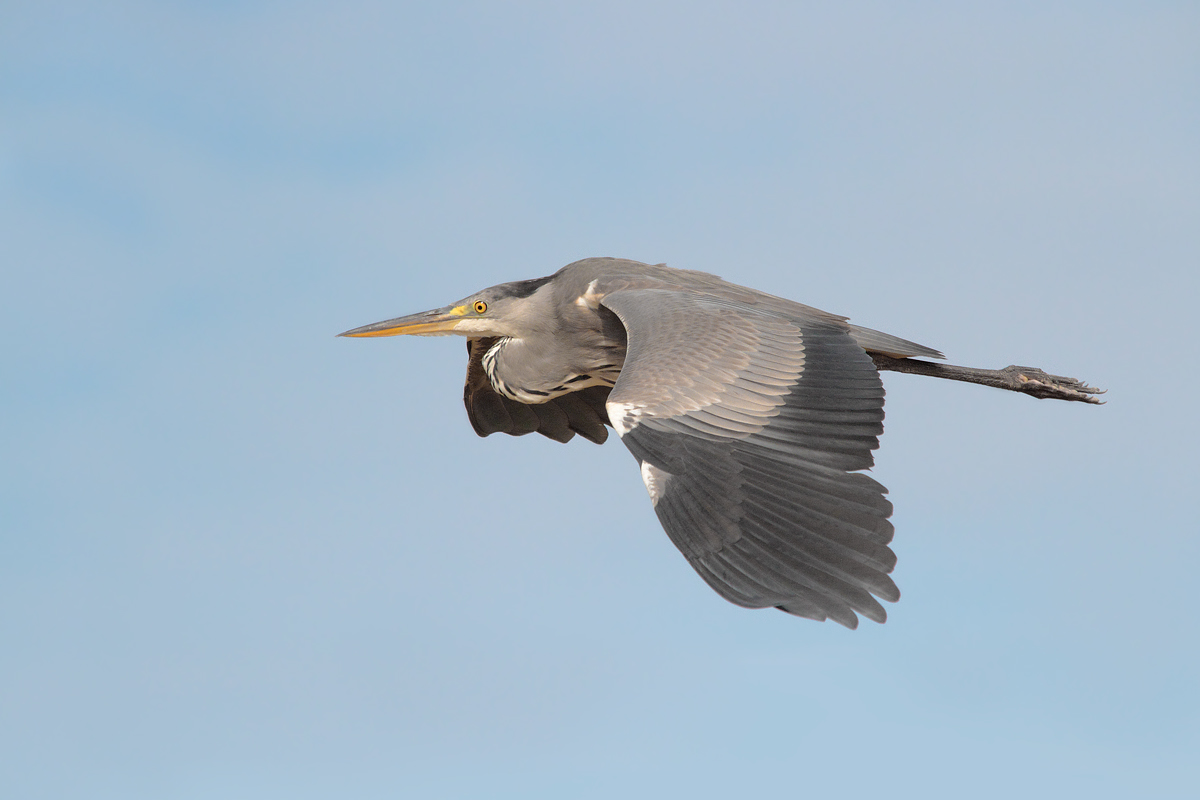 Grey Heron