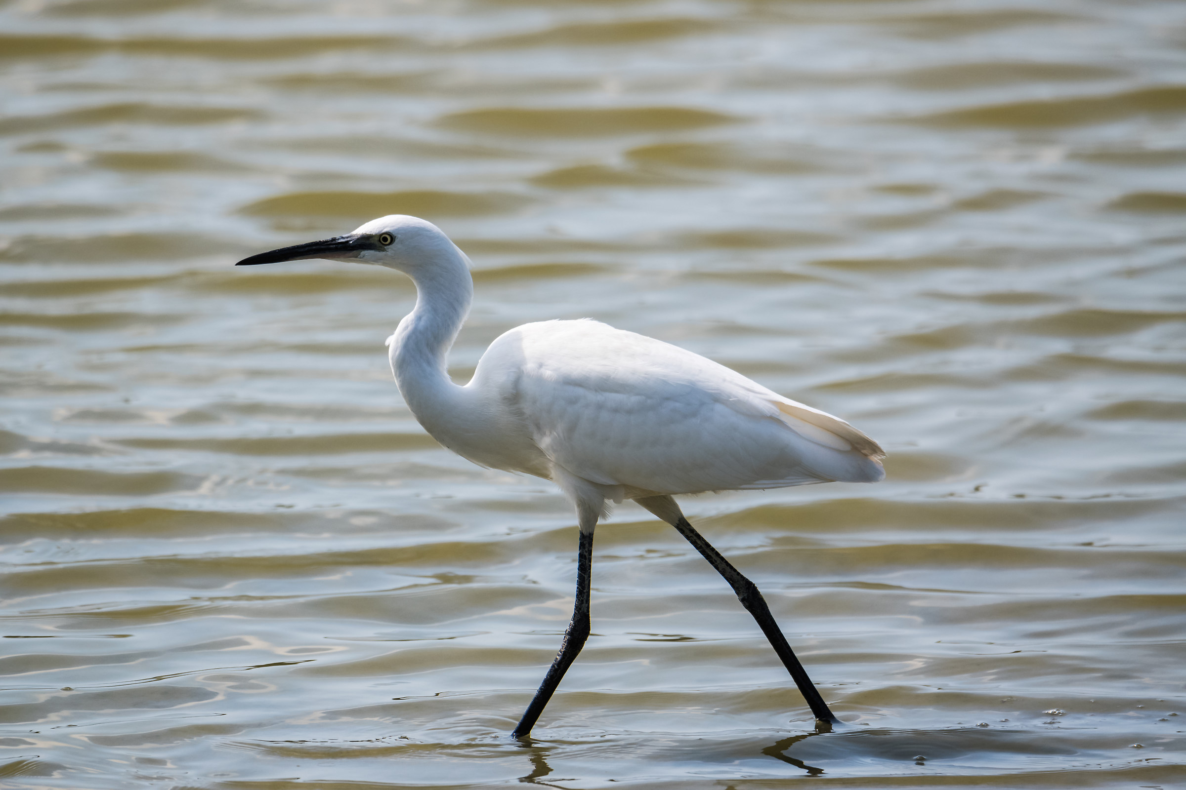 Egret