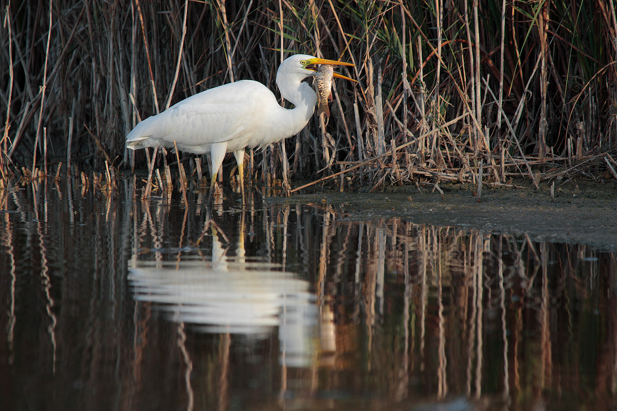 Great Egret