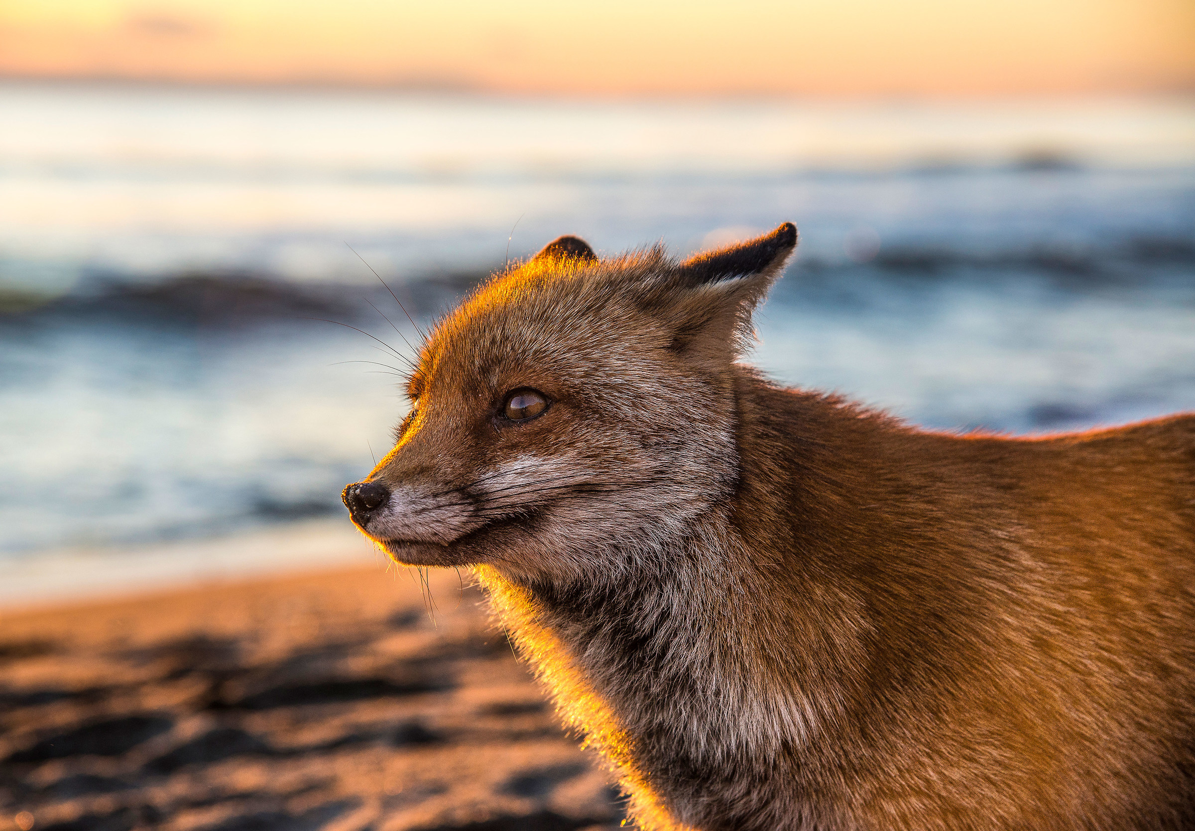 La famosissima volpe di mare