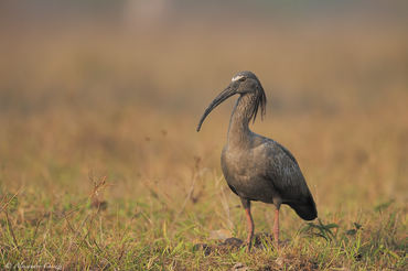 Theristicus caerulescens