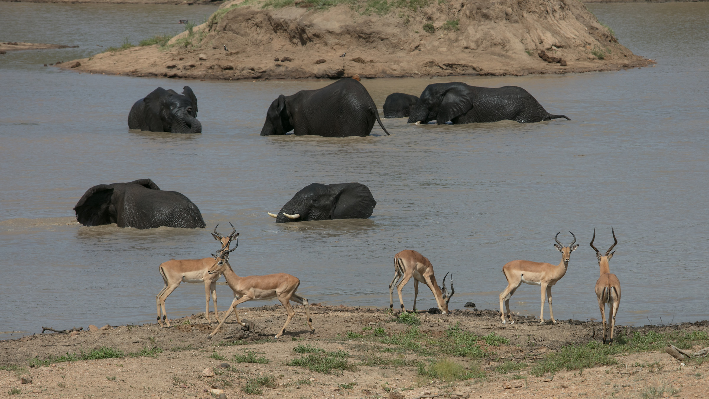 The rush hour to the pool