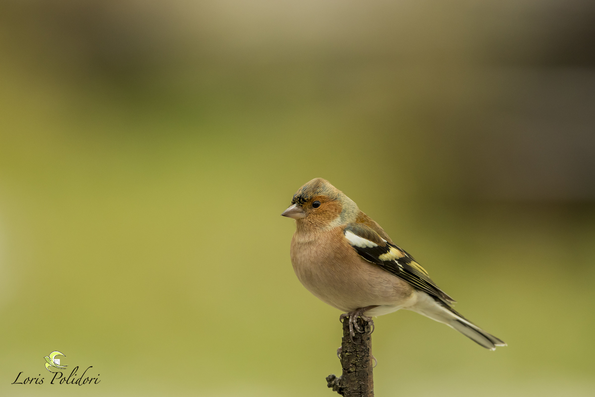 A chaffinch