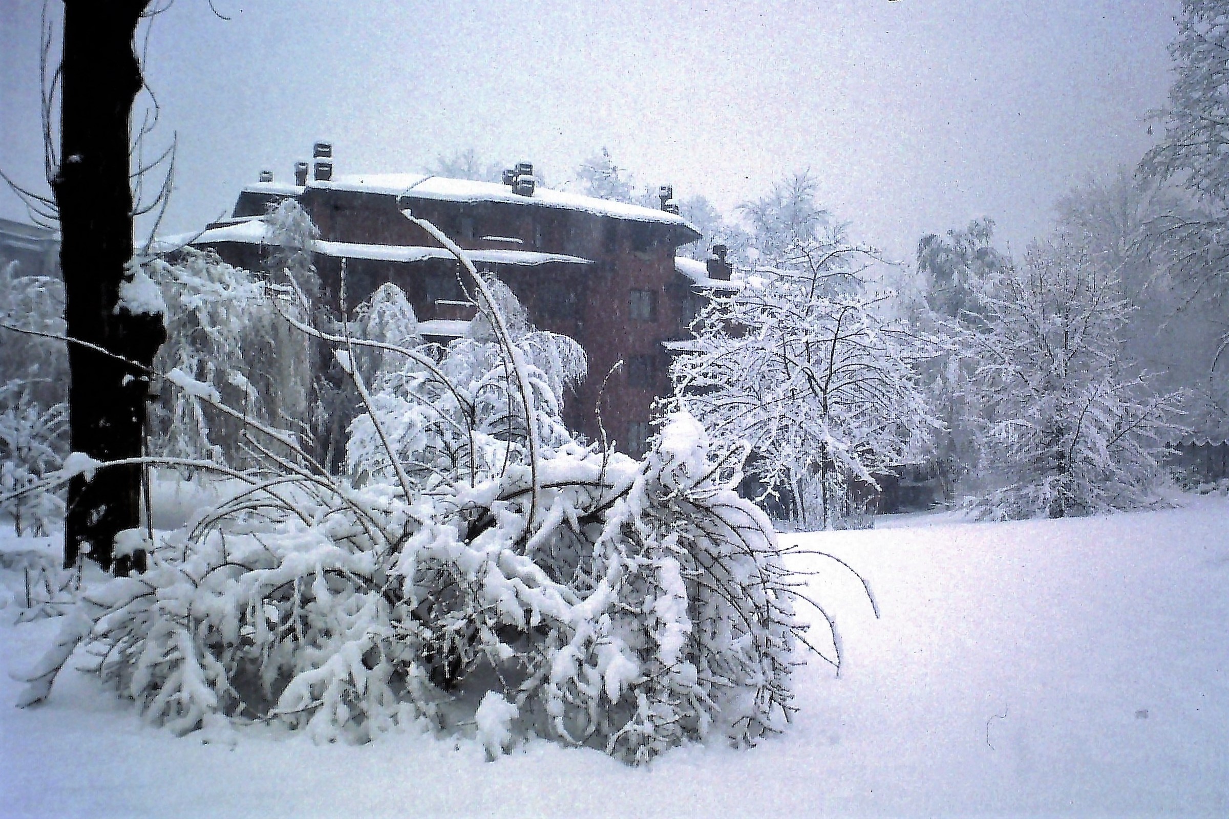 Le nevivate di una volta