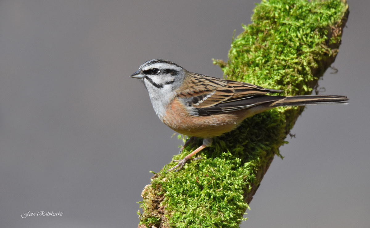 Meadow bunting ...