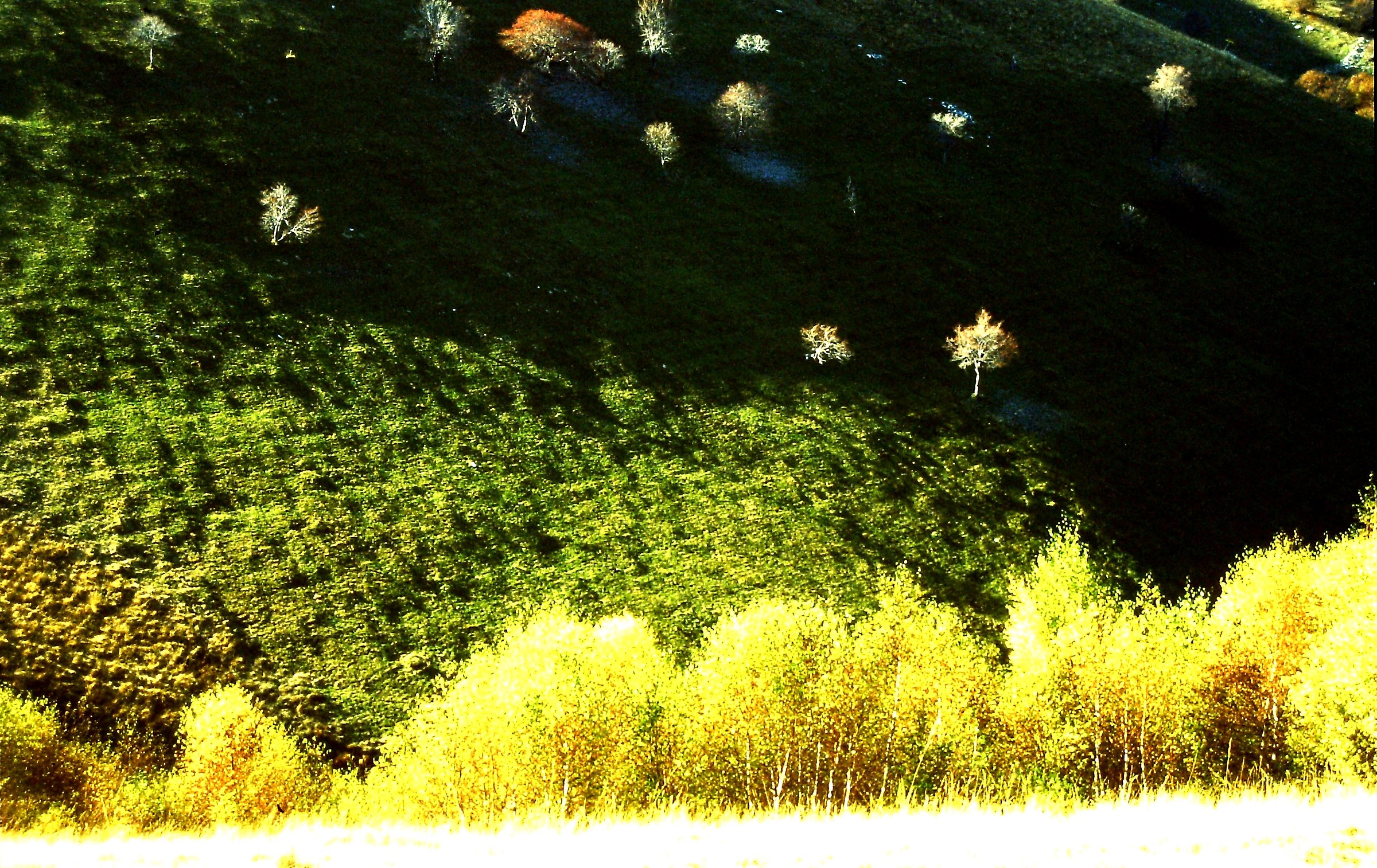 1172 - autumn chiaroscuro