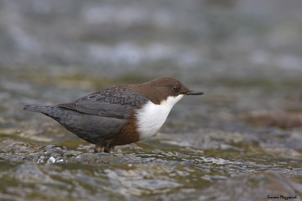 Merlo Acquaiolo - Cinlus Cinlus
