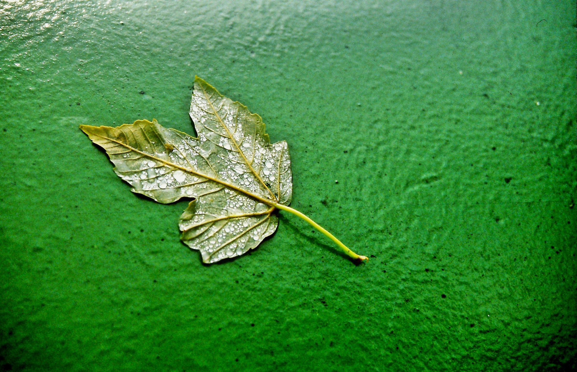 1299 - splendid solitude of a leaf