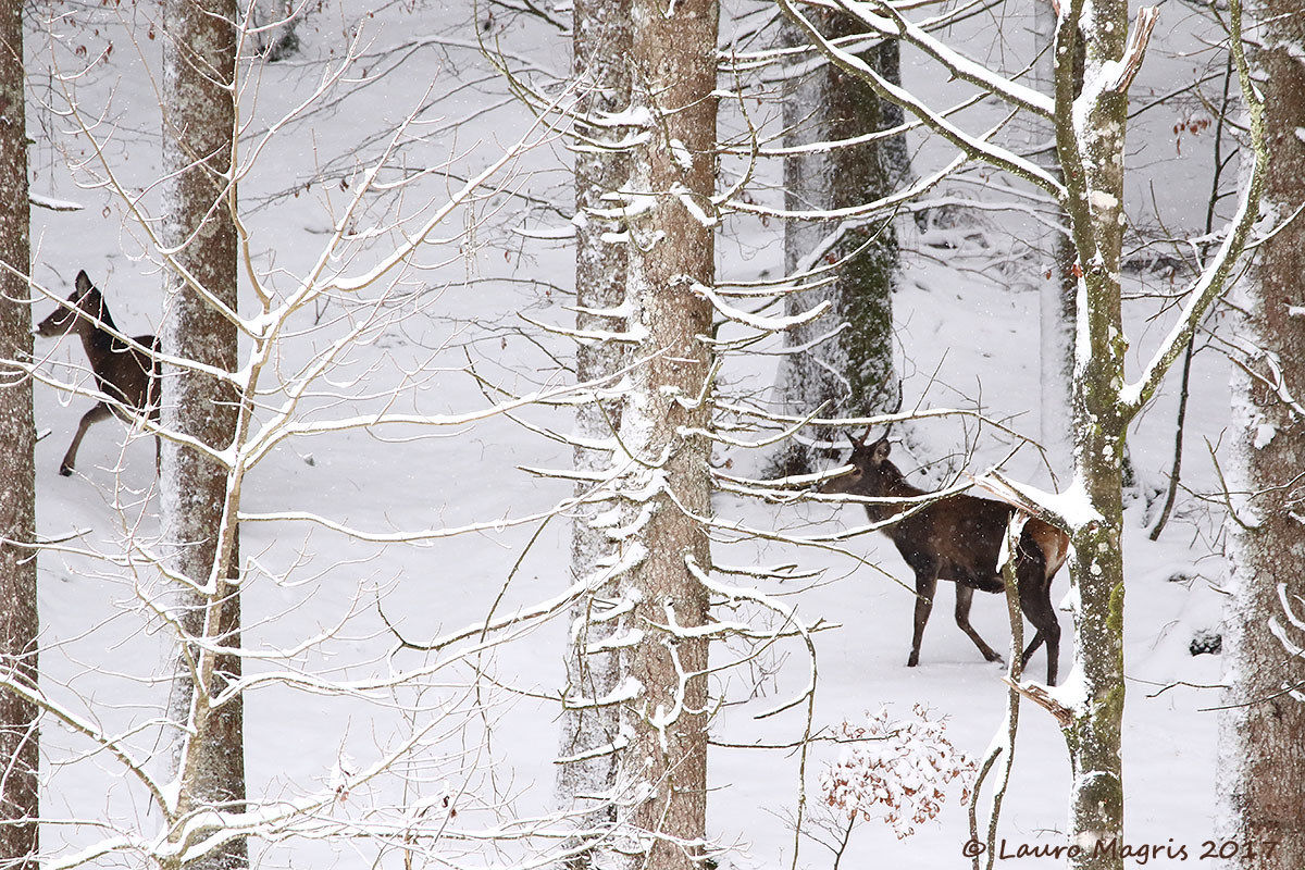 Intricate of branches