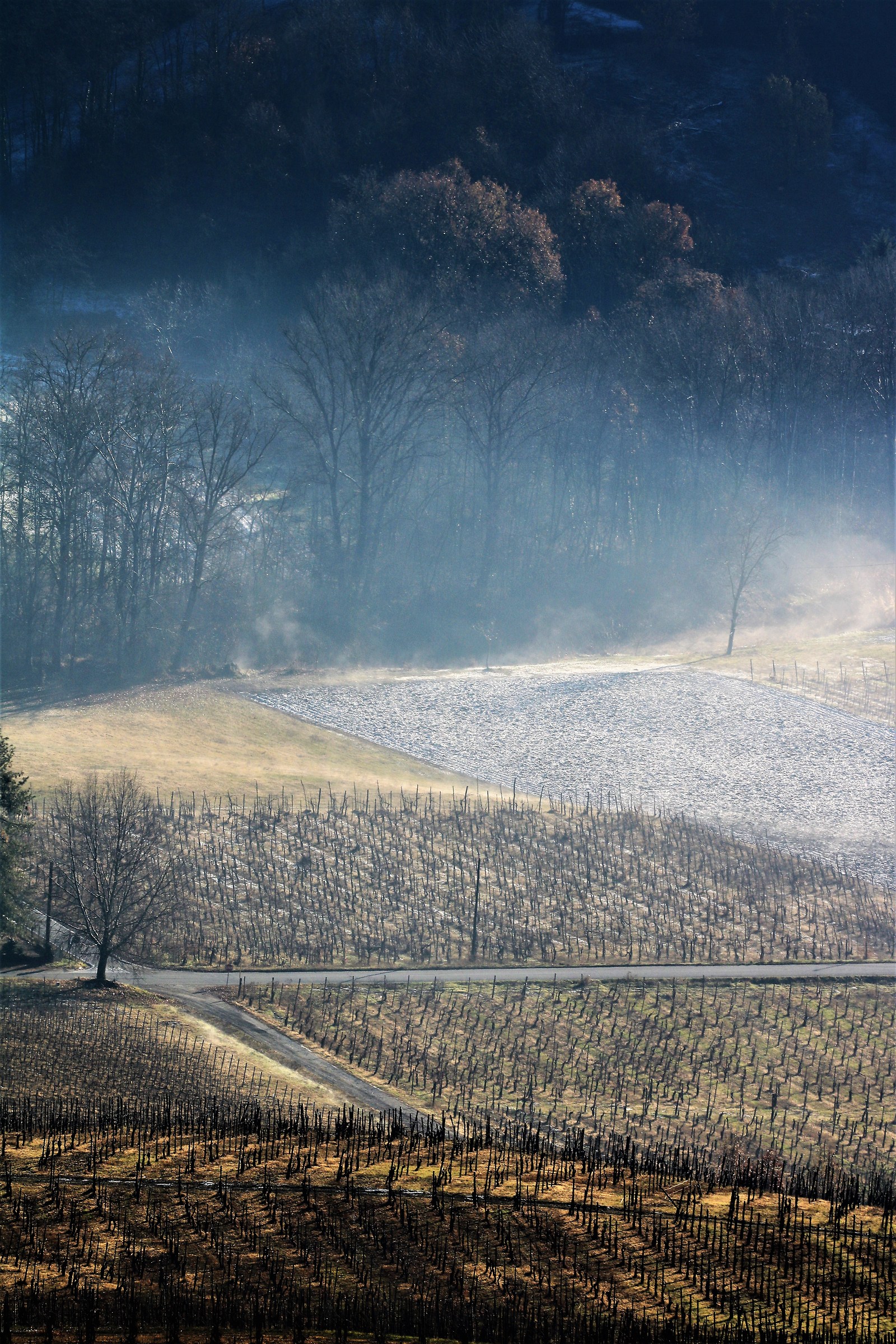 cold among the vineyards