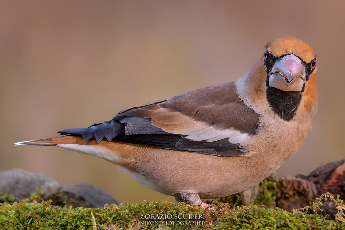 Coccothraustes coccothraustes