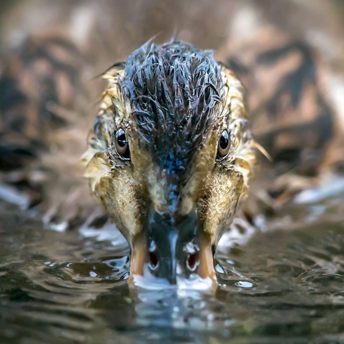 Young Mallard