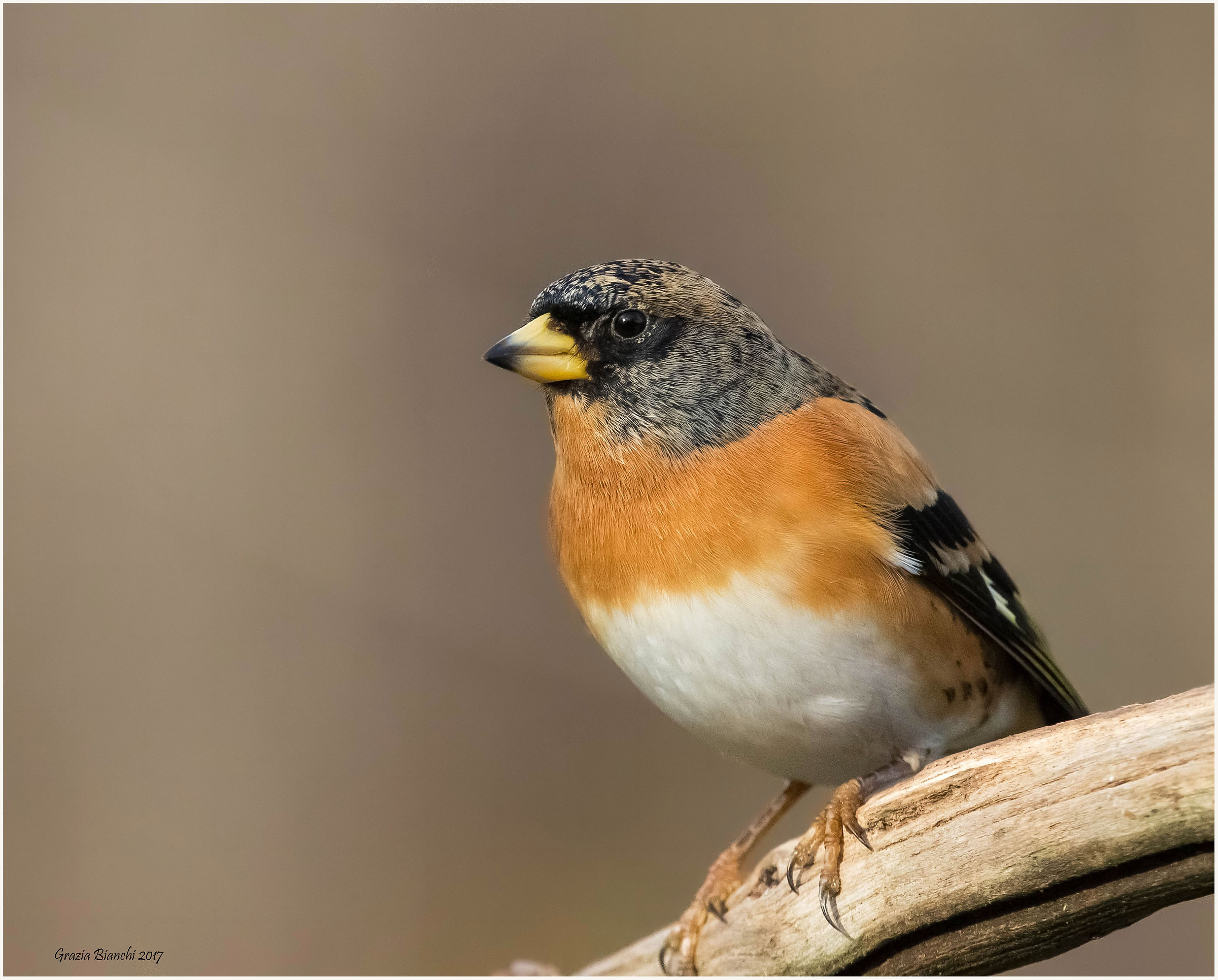Peppola - Parco della Piana