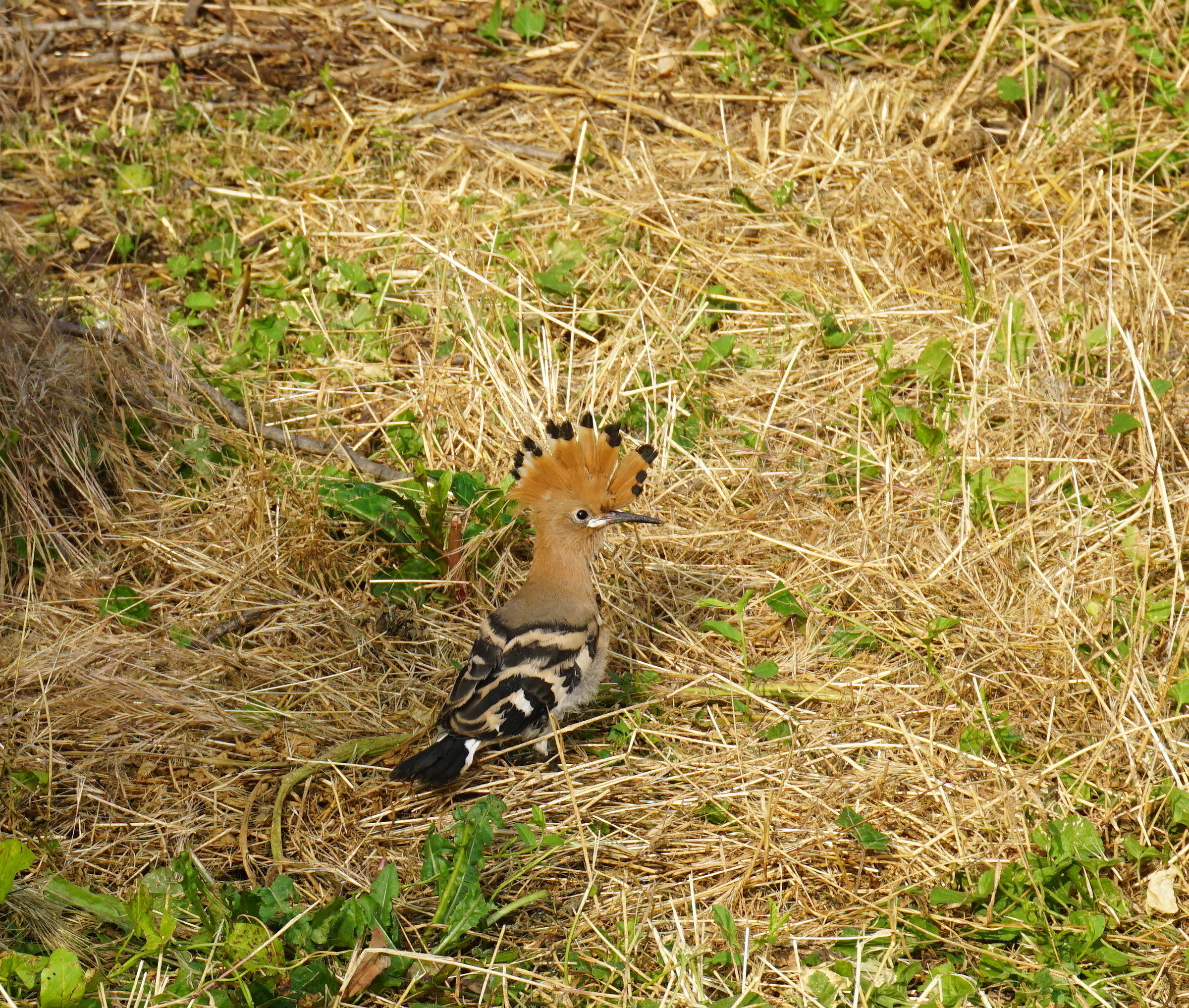 young hoopoe