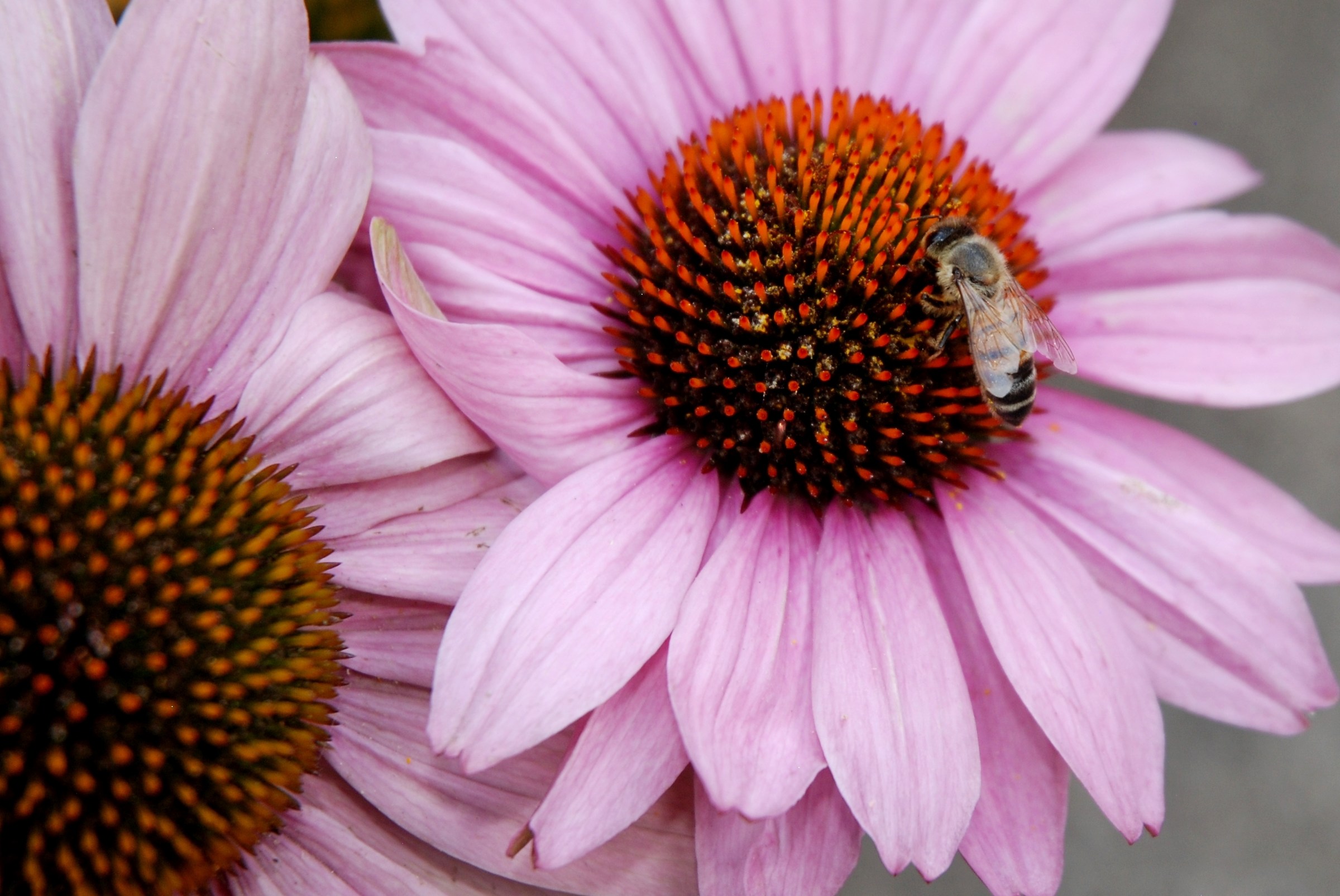 Echinacea purpurea pt.1