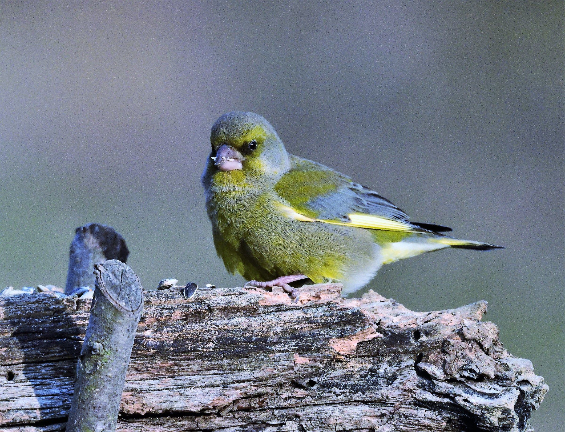 greenfinch