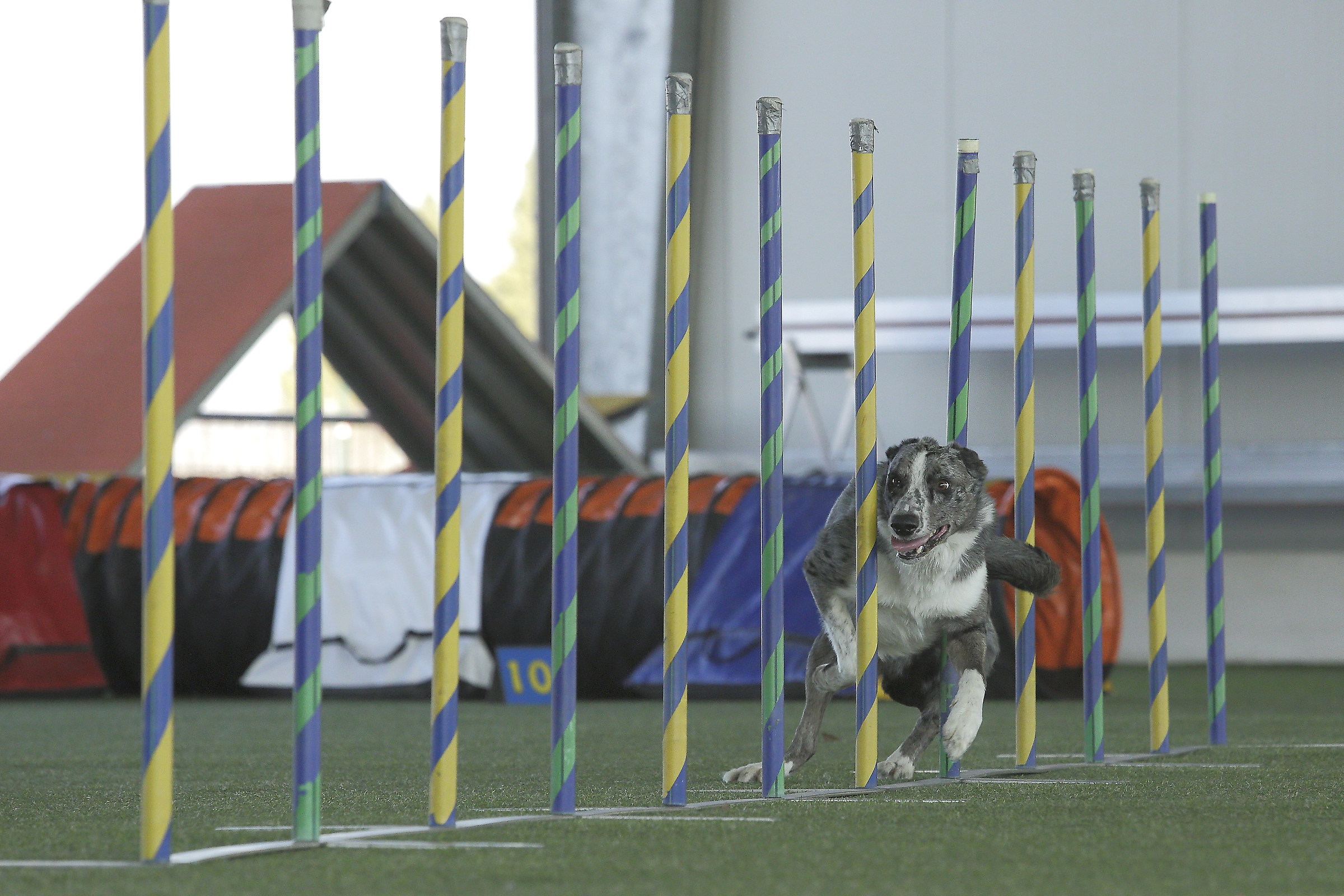 slalom silver surfer