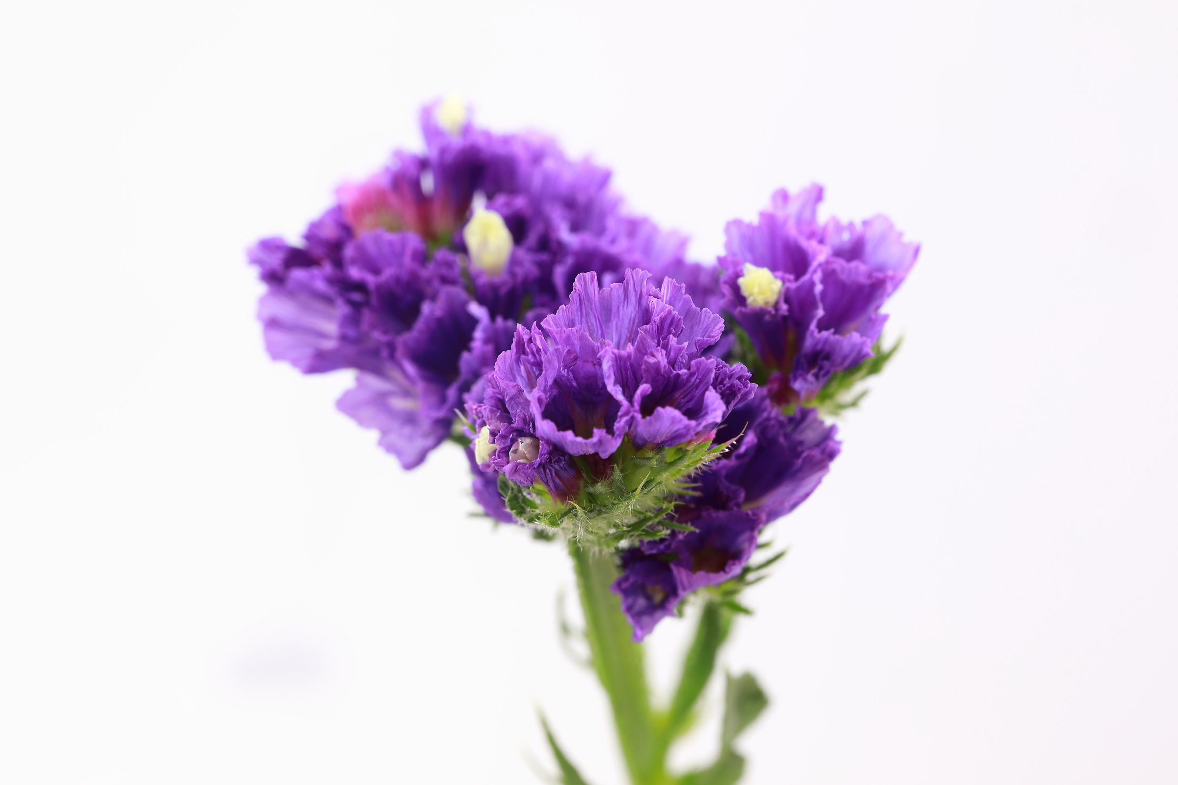 flower (studio photo)